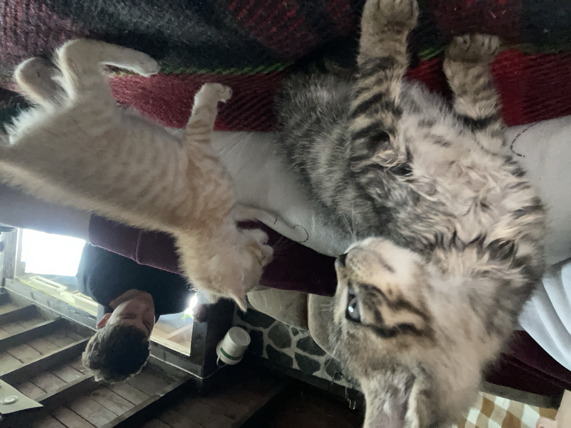 A low-angle shot depicts a man looking upwards, with two kittens positioned above him. The kittens, one orange tabby and one grey tabby, are lying on a cushion covered with a red and black patterned blanket. A white mug sits on a ledge near a window. The location, Zlatograd, Bulgaria, is not verifiable from the visual data.