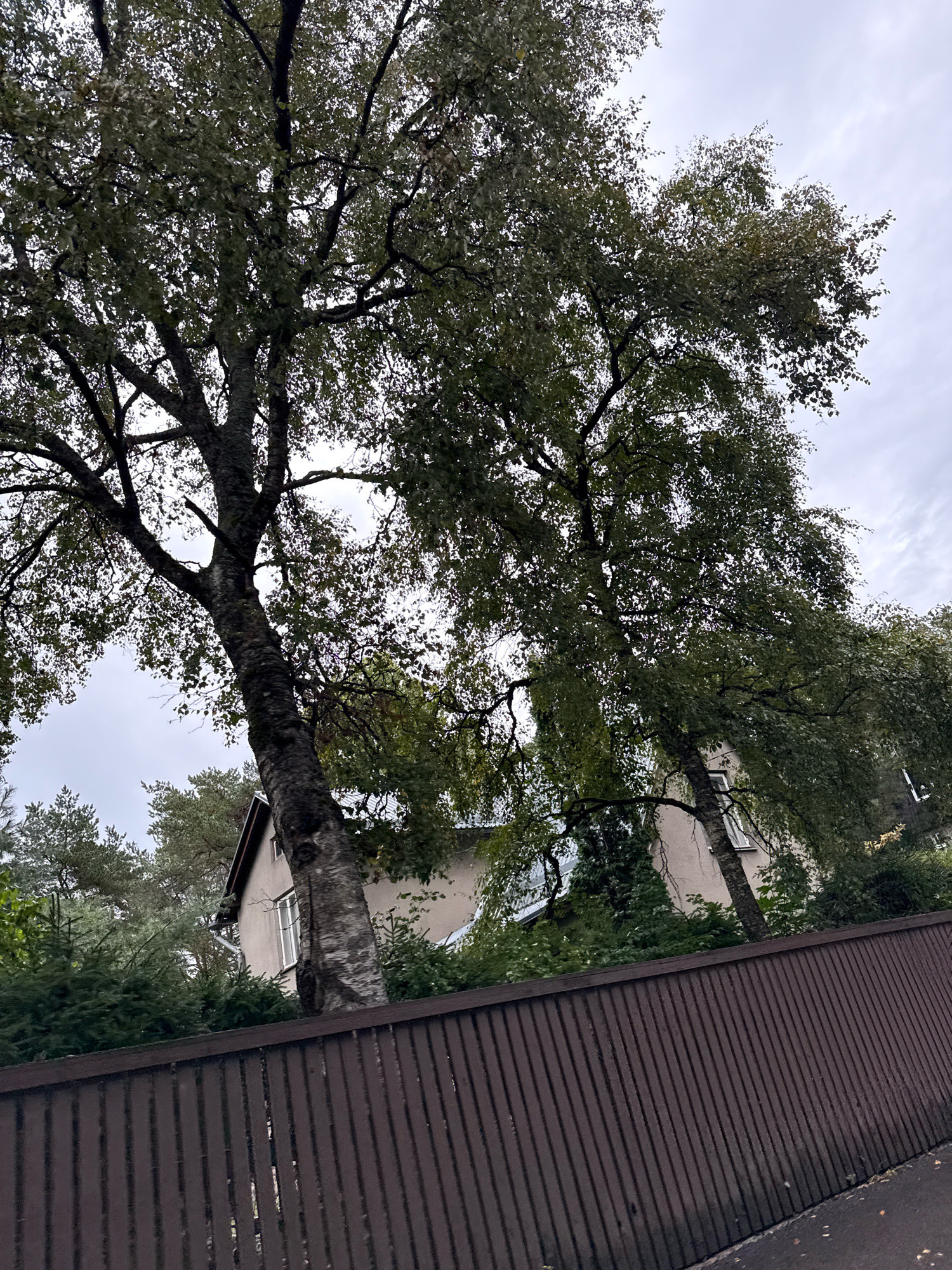 This is a ground-level, outdoor, eye-level, full shot of a brown, wooden, slatted fence in the foreground. Behind the fence, there are tall trees with dense green foliage and thick, textured bark. A light-colored, two-story building with windows is partially visible through the trees. The sky is overcast and cloudy. The scene appears to be a residential area in Tallinn, Estonia.