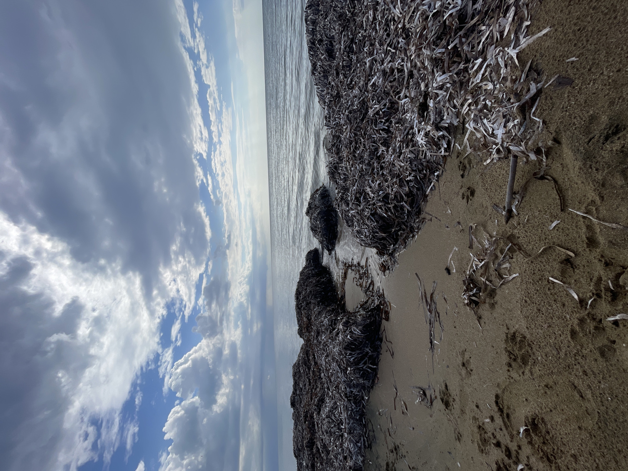 The image depicts a beach scene in Trikomo, Northern Cyprus. The foreground is a sandy beach covered in a significant amount of washed-up seaweed, which forms dark, dense piles on the sand. Interspersed with the seaweed are smaller, scattered pieces of dried plant material. In the middle ground, the sea is calm, with gentle waves lapping against the shore. The water is a muted grey-blue, reflecting the overcast sky. The horizon line is clearly visible, separating the sea from the sky. The sky itself is dramatic, filled with a mix of white and grey clouds. Some parts of the sky are brighter, suggesting patches of sunlight breaking through, while other areas are darker and more ominous. The overall impression is one of a somewhat wild and natural coastline, with the abundance of seaweed indicating recent high tides or storms. There are no people or animals visible in the frame. The environment appears to be undisturbed and natural.