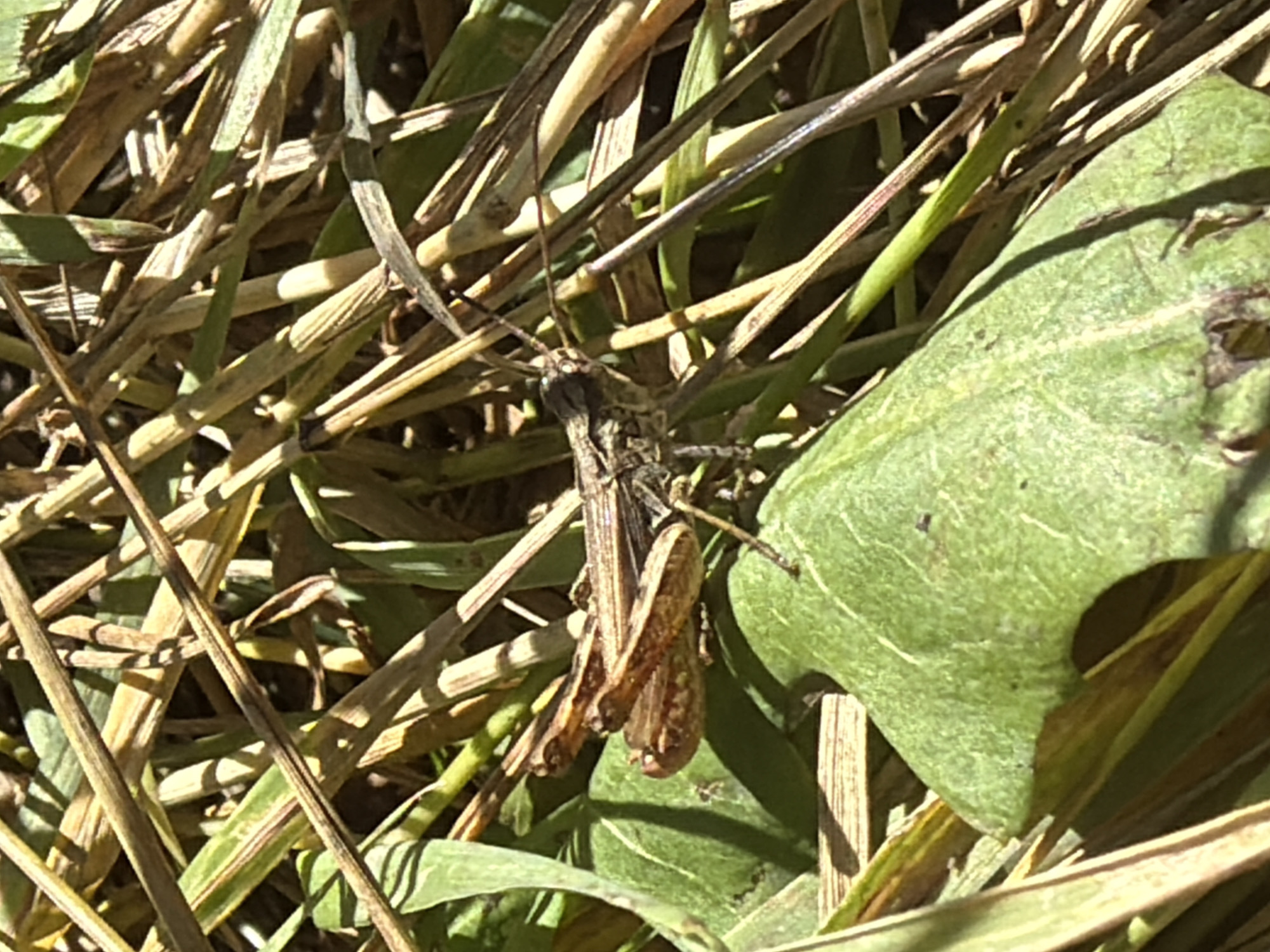 The image shows a close-up of a grasshopper resting on a green leaf amidst dry grass. The grasshopper is brown and appears to be a mature adult, with its legs and antennae clearly visible. The dry grass is a mix of light brown and green stalks, suggesting a natural outdoor environment. There are no people or man-made structures visible in the image. The lighting suggests it is daytime, with sunlight casting shadows on the grass and leaf. The scene depicts a moment of stillness in nature, focusing on the intricate details of the insect and its surroundings. The image does not provide any information about its specific location in Kramatorsk, Ukraine, or any associated events.