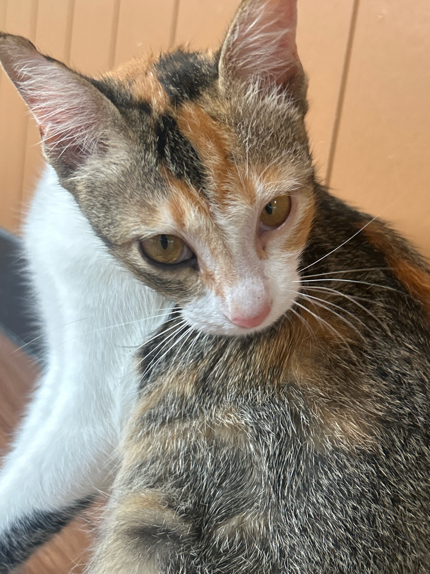 A close-up, slightly angled shot shows a calico kitten looking down with its head tilted to the left, its gaze directed towards the viewer's left. The kitten has large, expressive amber eyes, a small pink nose, and prominent white whiskers. Its fur is a mix of black, orange, and white patches. Part of a white cat is visible behind the calico kitten, partially obscuring its body. The background consists of vertical wooden planks with a light brown hue. The image does not contain any identifiable landmarks or clues that would suggest a specific location within Ao Nang, Thailand.