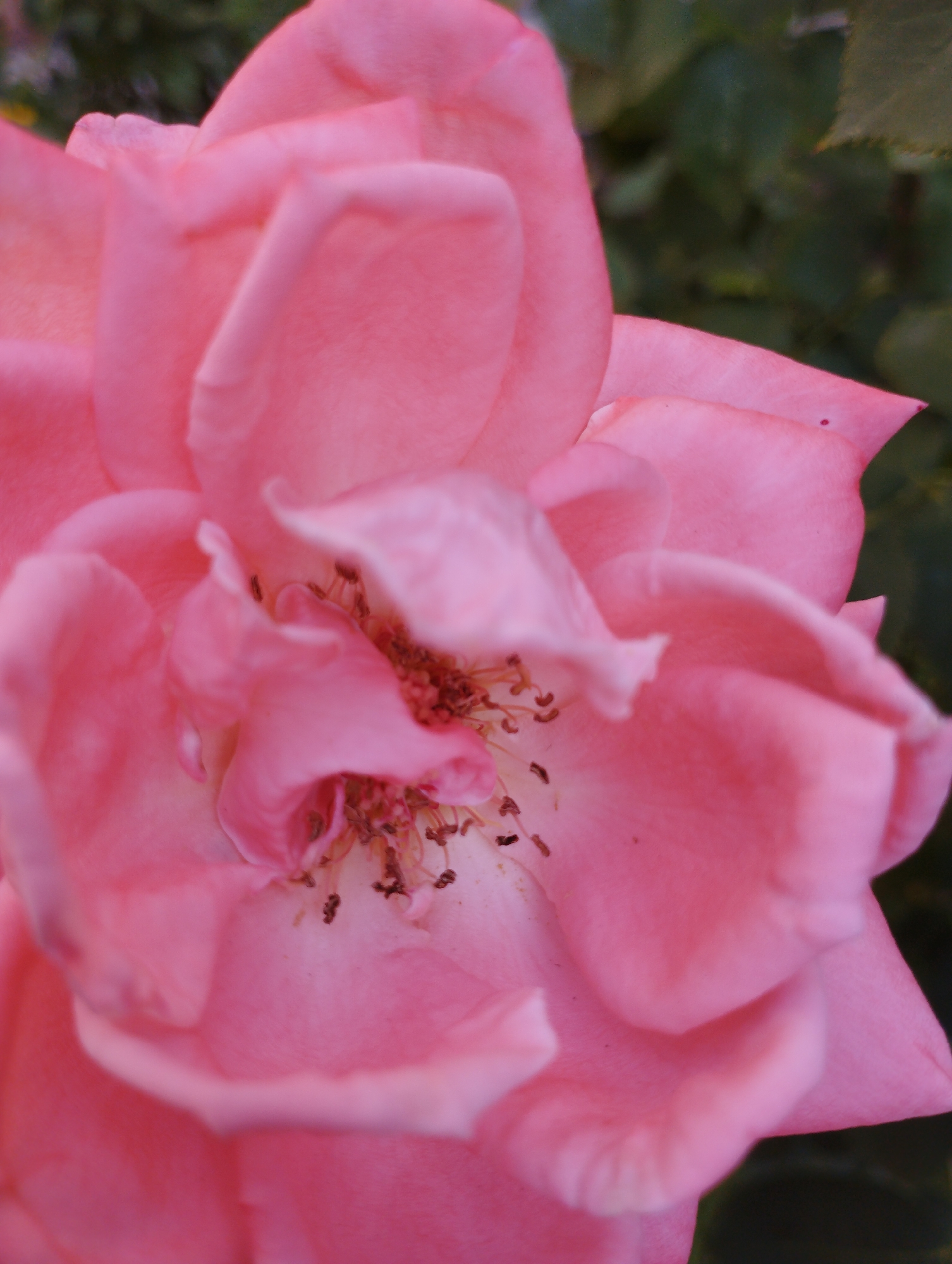 A close-up, detailed photograph focuses on the soft, delicate petals of a pink rose. The rose is the sole subject, filling the frame with its intricate layers and textures. The petals exhibit a range of soft pink hues, with subtle variations in shade and light creating a sense of depth and volume. Some petals are tightly furled, while others unfurl to reveal the flower's core, where the stamens, tipped with dark anthers, are visible. The background is a blur of dark green foliage, providing a contrasting backdrop that emphasizes the vibrant pink of the rose. The lighting is soft and diffused, casting gentle shadows that highlight the petal's curves and folds. There are no people or other objects present in the image, and the setting appears to be a natural outdoor environment, such as a garden. There is no information available regarding the specific location within the city of Unknown, Unknown.