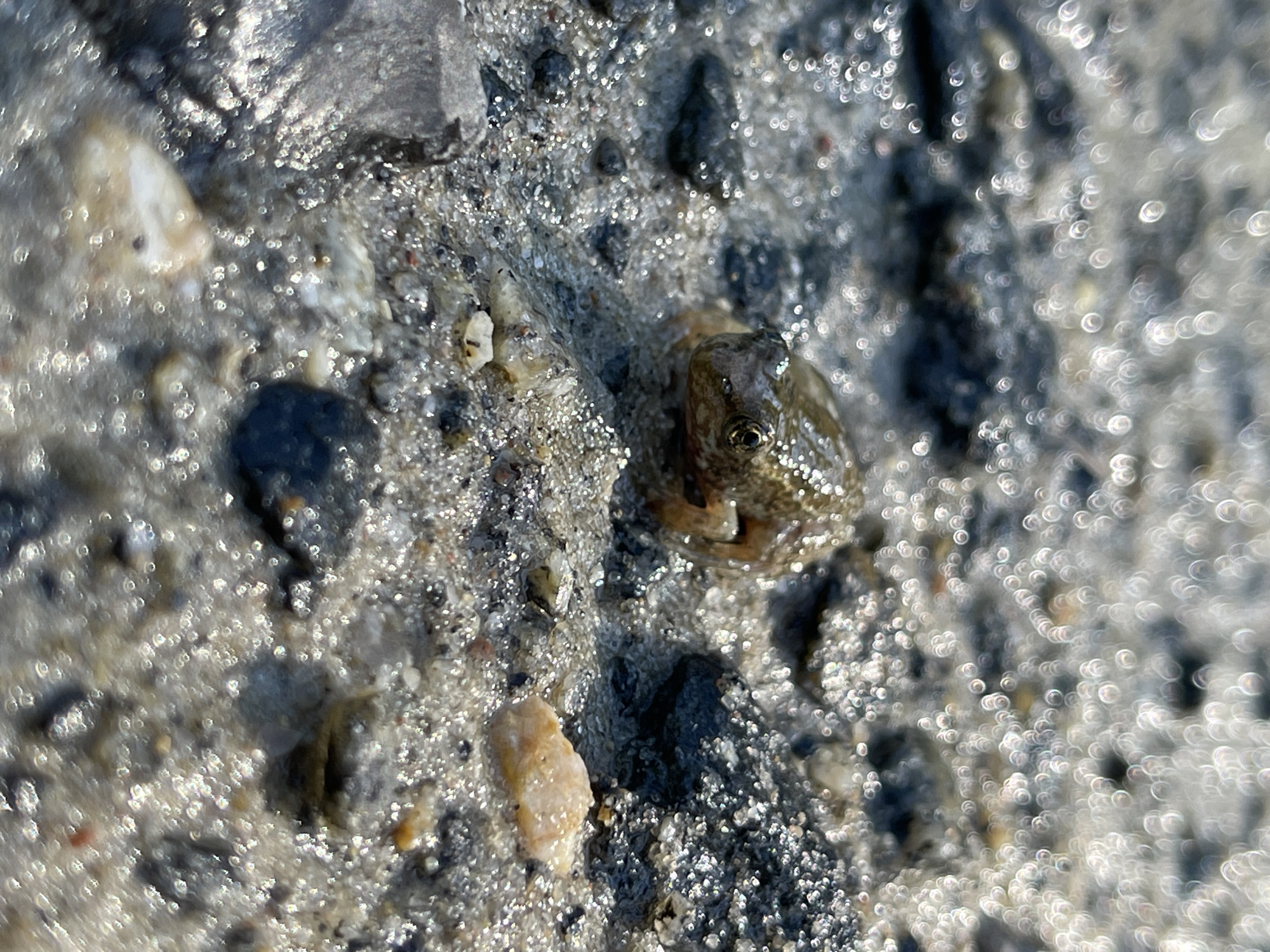A small, light brown frog with dark eyes sits on a wet, sandy surface. The frog is positioned in the center of the frame, facing slightly to the left. The ground is composed of small pebbles and sand, with visible water droplets reflecting the sunlight, creating a bokeh effect. The background is out of focus, showing more of the wet, textured ground. The scene appears to be outdoors, possibly near a body of water. The specific location within Korosten, Ukraine, is not identifiable from the image alone.