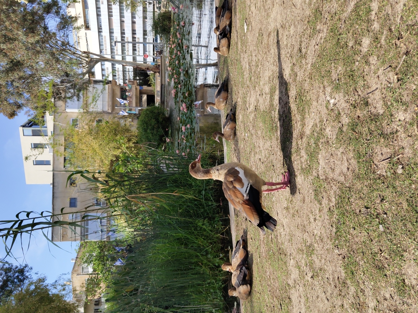 The image captures a scene near a pond in what appears to be a park within a city; based on visual clues such as building architecture and signage, it is likely Tel Aviv, Israel. Several Egyptian geese are on land close to the water's edge. One goose is standing prominently with its head raised, while the others are grouped in various resting positions. The vegetation includes tall grasses along the pond's bank and lily pads on the water. In the background, buildings are visible, suggesting an urban setting. The time of day appears to be daytime, with sunlight casting shadows on the ground.