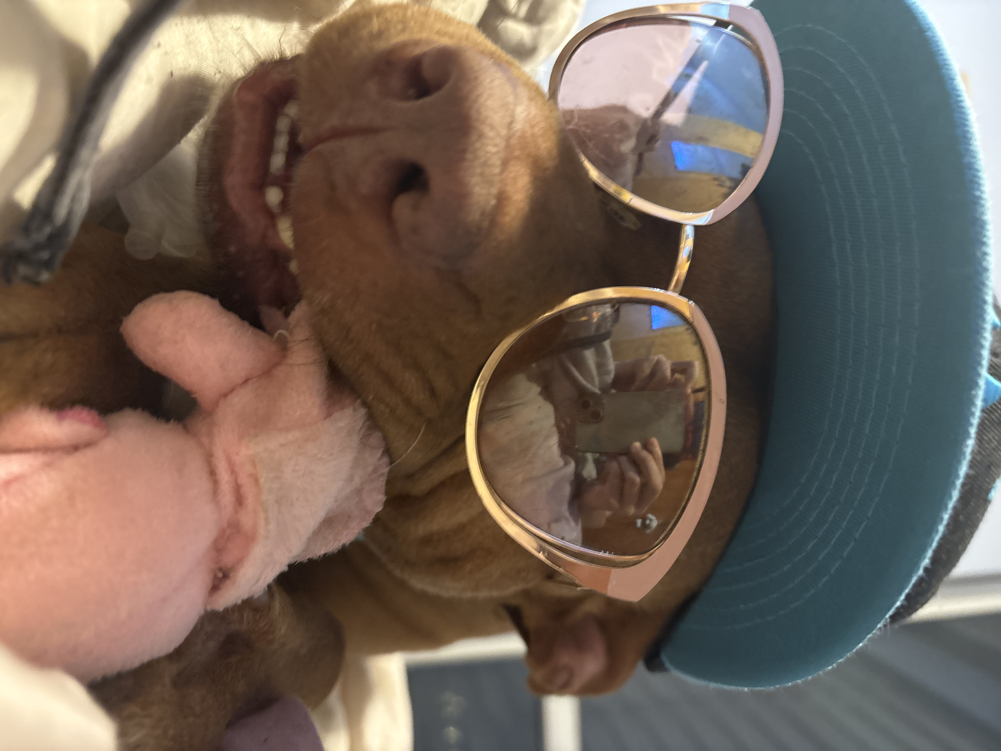 A dog wearing a blue baseball cap and rose-colored sunglasses is seen from an unconventional angle. The dog is also holding a pink stuffed animal. The reflection in the sunglasses shows a person holding a phone. There is no visual information indicating the location is Sofia, Bulgaria.
