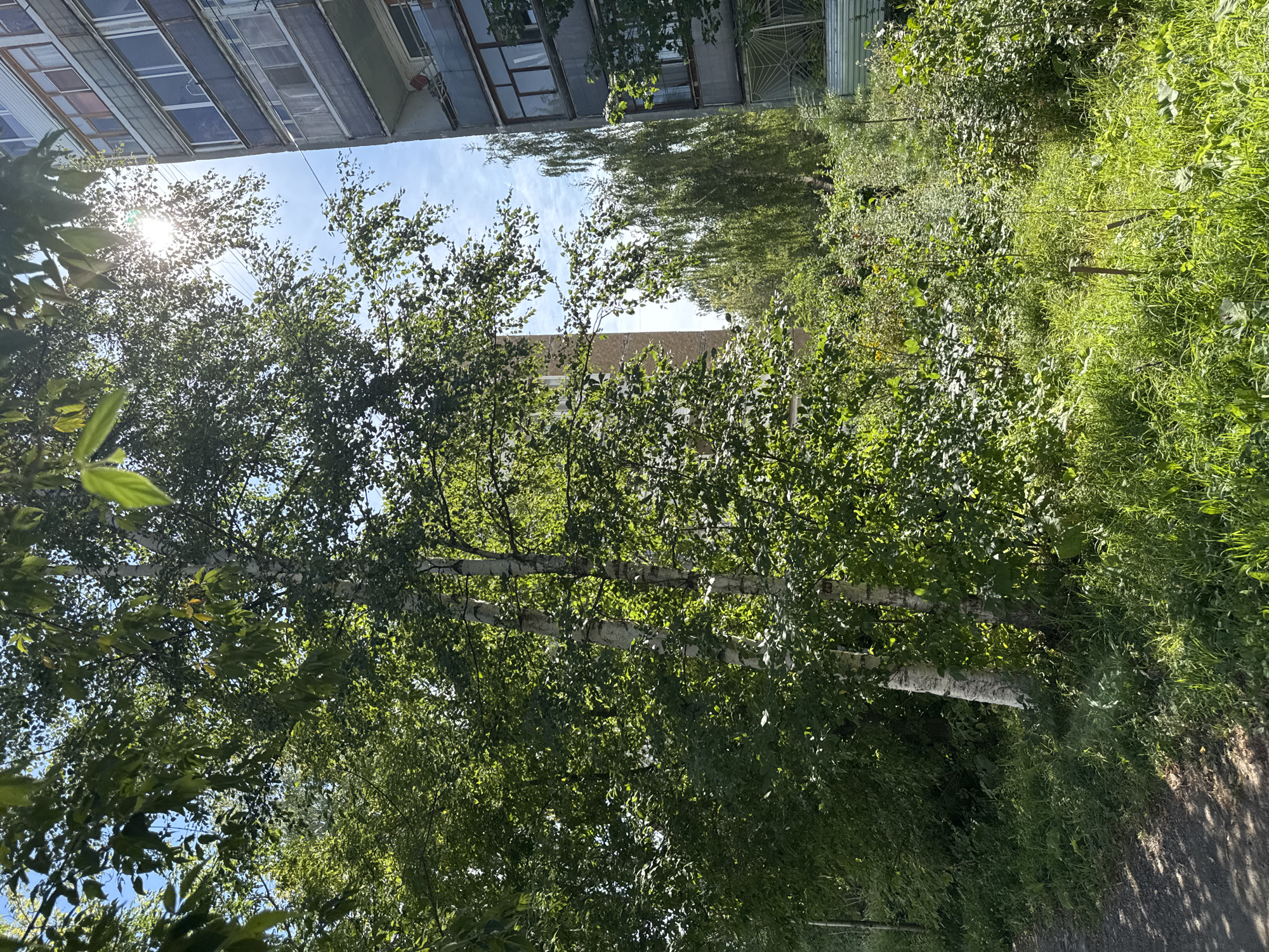 The image shows a sunny day in Perm, Russia, with a view of a residential building and lush greenery. In the foreground, a dirt path is visible on the left, shaded by trees. To the right, a multi-story building with balconies and windows stands tall. The building's facade is a light color, possibly concrete or stucco, with darker accents around the windows.
Between the path and the building, a dense area of trees and vegetation flourishes. Several birch trees with their distinctive white bark are prominent among the foliage. The leaves of the trees are a vibrant green, catching the sunlight. The sky above is a clear blue with a few scattered white clouds. The sun is high in the sky, casting bright rays through the tree branches, creating a dappled light effect on the ground and foliage.
Further in the background, more trees and the tops of other buildings can be seen, suggesting an urban or suburban environment. The overall impression is one of a natural setting coexisting with urban infrastructure, typical of many Russian cities. No people are visible in the image. The scene is peaceful and serene, capturing a moment of summer warmth and natural beauty.