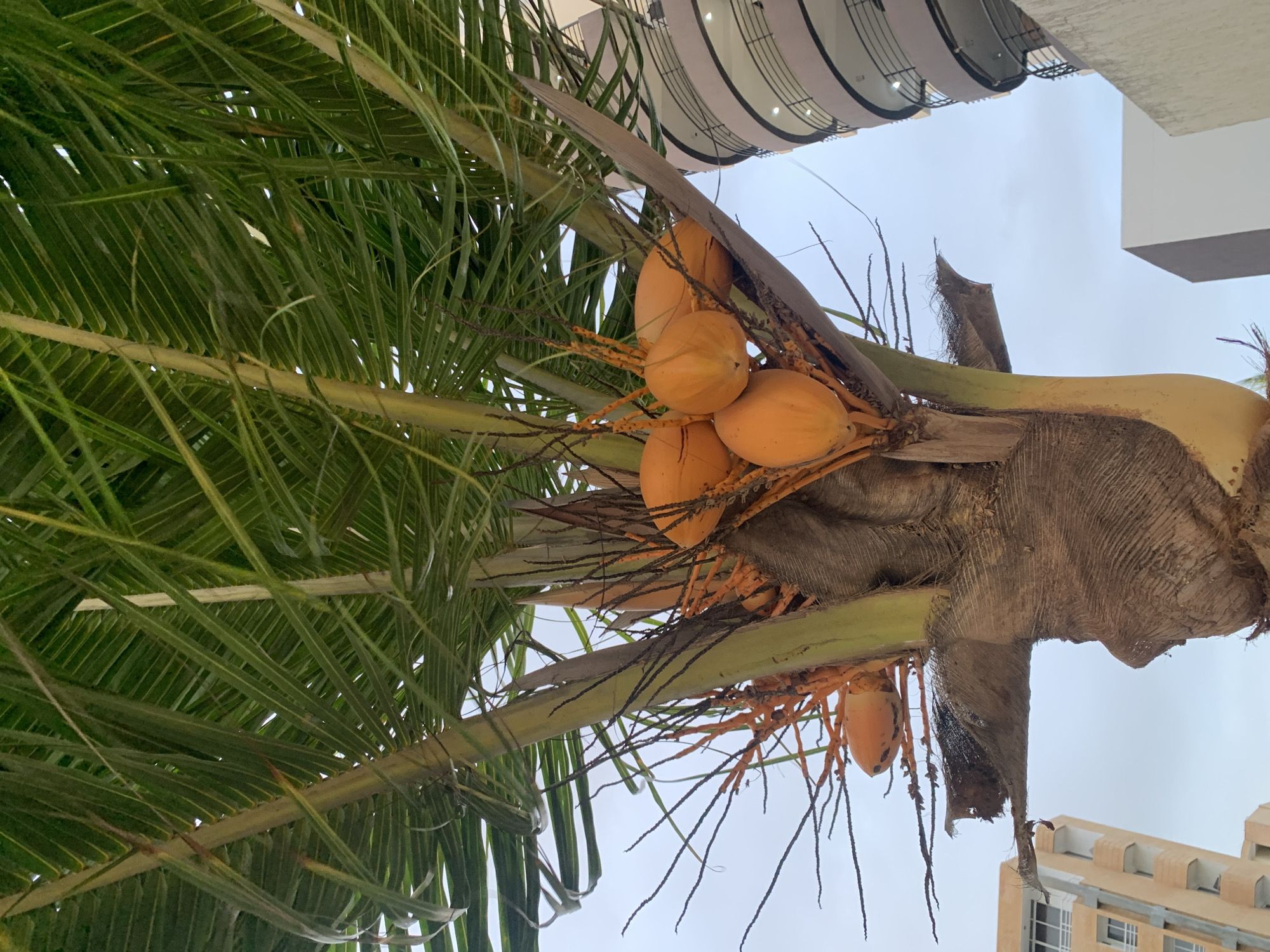 An upward-angled shot captures a vibrant palm tree laden with numerous orange-yellow coconuts against an overcast sky. The image is oriented sideways, giving the impression of looking up at the palm. Lush, green fronds of the palm tree dominate the left side and top of the frame, their feathery leaves creating a dense canopy.
In the central and right portions of the image, multiple clusters of mature, brightly colored coconuts are visible, attached to the robust trunk and emerging from between the fronds. The rough, textured bark of the palm trunk and the fibrous bases of the fronds are clearly depicted, along with dried, twig-like structures (possibly flower stalks or dried fruit stems).
The background features a light grey, cloudy sky, suggesting an overcast day. Parts of two modern buildings are visible: one on the upper right with curved, tiered balconies and a clean, light facade, and another on the lower right with a more rectangular, light-colored structure and visible window frames. The architectural style hints at a contemporary urban setting. No specific activity is taking place, and no text is visible within the image. The scene likely depicts a tropical or coastal urban environment, consistent with Pampatar, Venezuela.