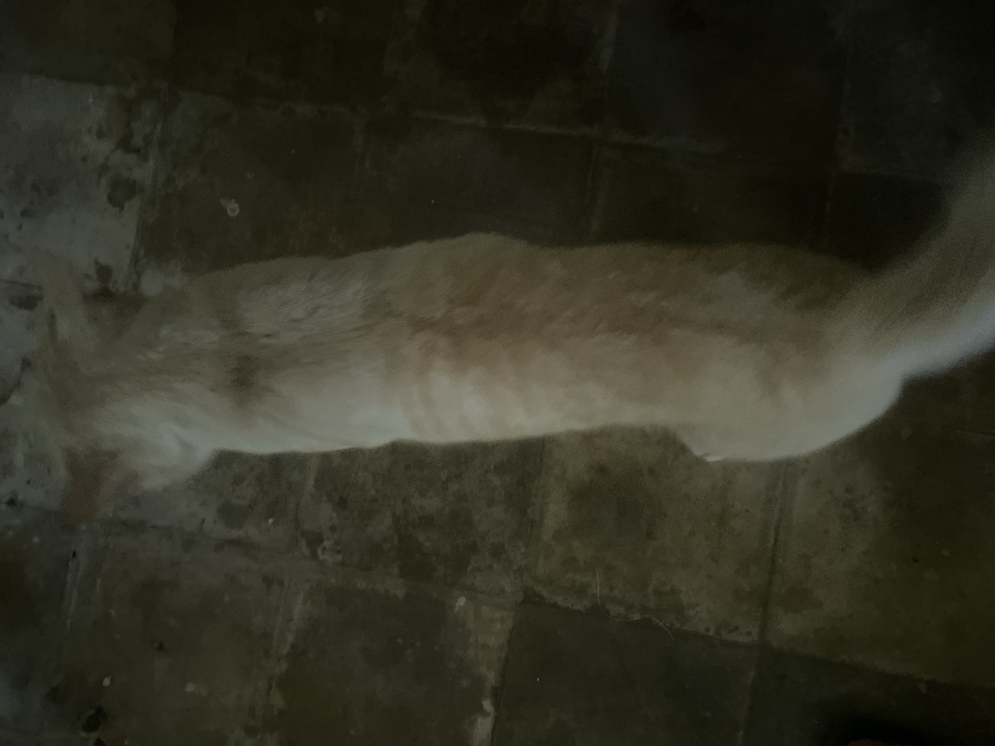 A light-colored cat with faint stripes is seen from above, lying on a tiled floor. The tiles are square and appear to be a dark color with some lighter variations, suggesting they may be dirty or worn. The lighting in the image is dim, casting shadows and obscuring some details of the environment. The cat is positioned lengthwise in the frame, with its head towards the top and its body extending downwards. The context of Banjarbaru, Indonesia, is not discernible from the visual information in the image.