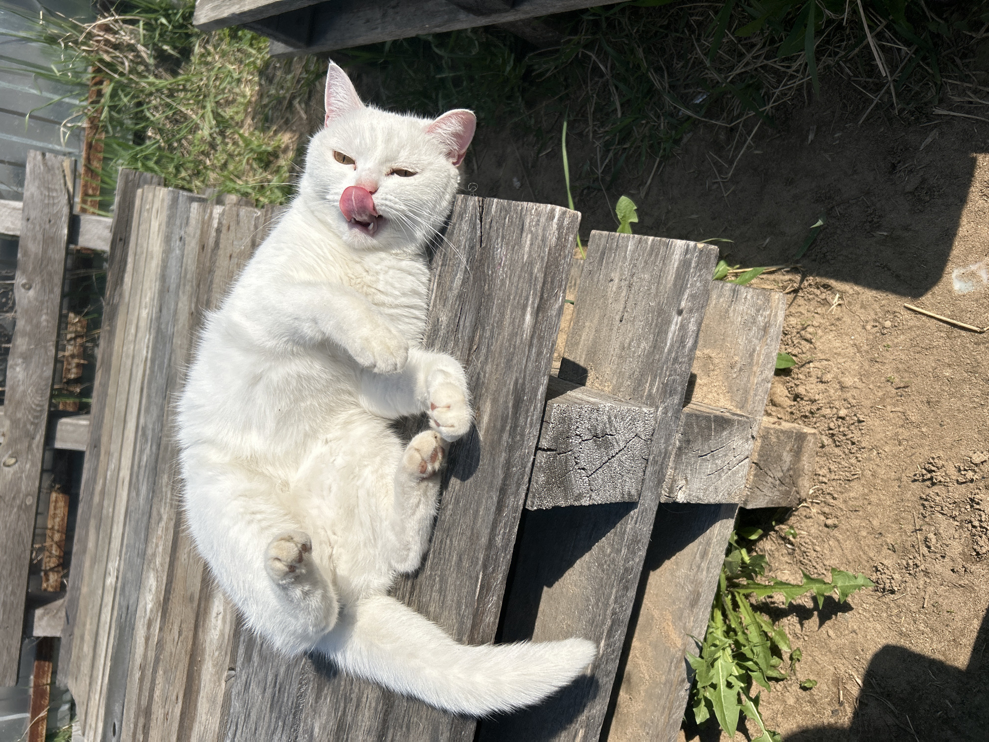 A white cat lies on its back on a weathered wooden structure, possibly a bench or platform. The cat has its tongue sticking out and its eyes are partially closed. The wooden structure is outdoors, with dirt and vegetation visible around it. The location is outdoors in a location of Chaikovsky, Russia. The sun is shining, casting shadows on the wood and ground.