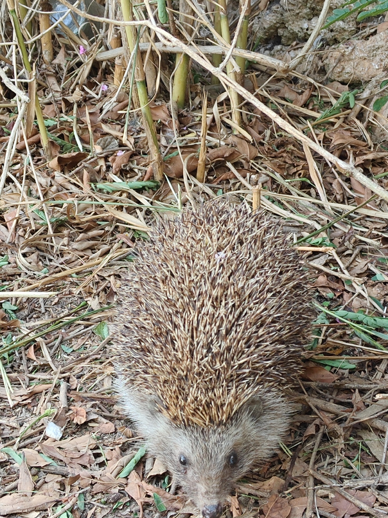 A hedgehog is visible in the center of the frame, positioned on a ground covered with dry leaves and twigs. The hedgehog, with its distinctive spiny coat, faces the viewer with its snout and dark eyes. The background consists of dried plant stalks and a rocky surface. The scene appears to be in an outdoor natural environment. There is no indication of the city of Antalya, Turkey, in the image.