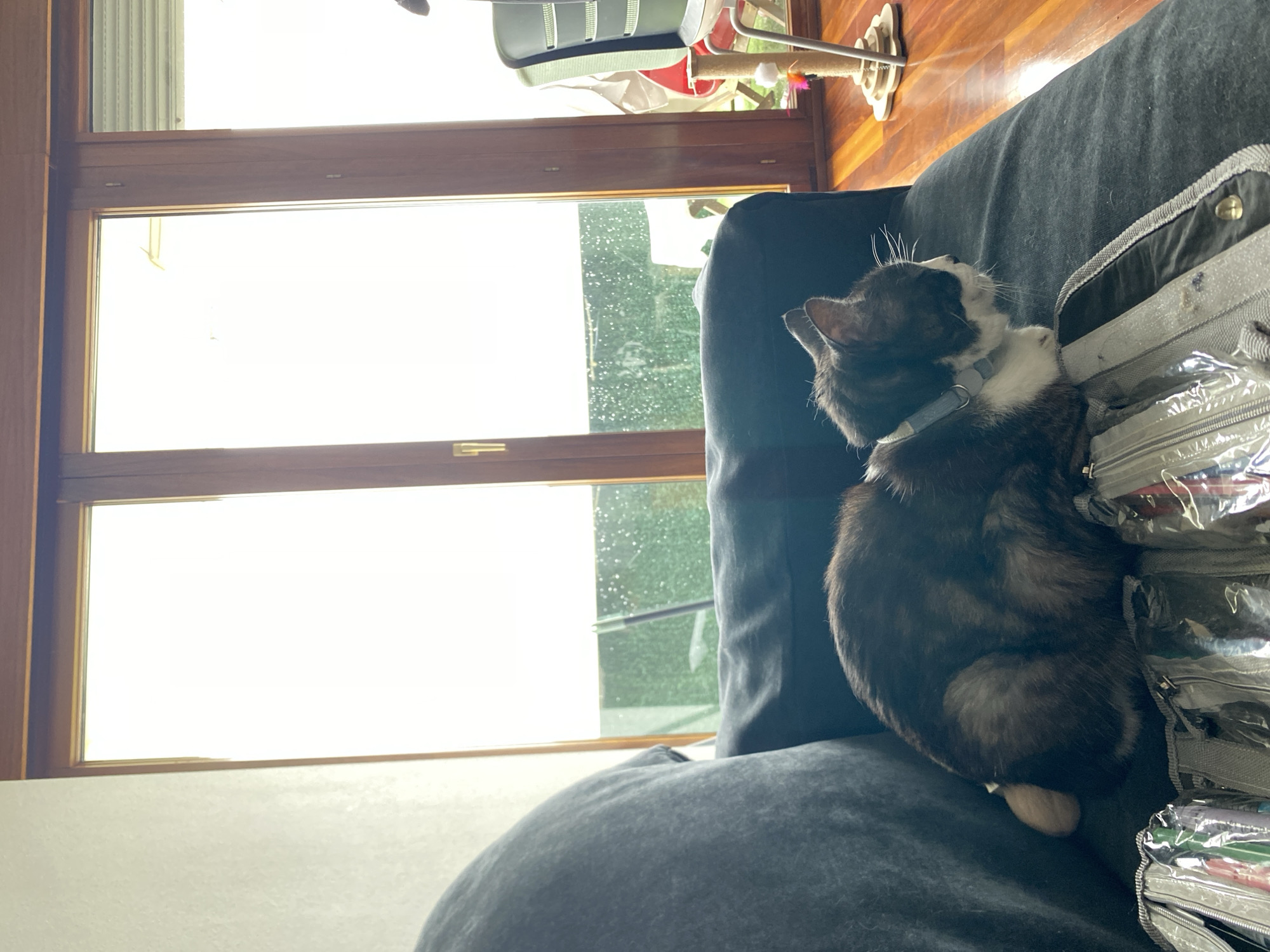 A black and white cat wearing a light blue collar is lying on a dark gray couch. The couch is positioned in front of a large window with wooden frames, through which a blurred outdoor scene is visible, possibly a balcony or patio with a railing and foliage. To the right of the couch, a portion of a wooden floor and a chair with a green back are visible, along with a cat scratching post with toys. In the foreground, on the couch in front of the cat, is a gray zippered organizer containing various colored items, possibly pens or art supplies. The image appears to be taken indoors, likely in a residential setting in Gijón/Xixón, Spain, given the style of the window and flooring.