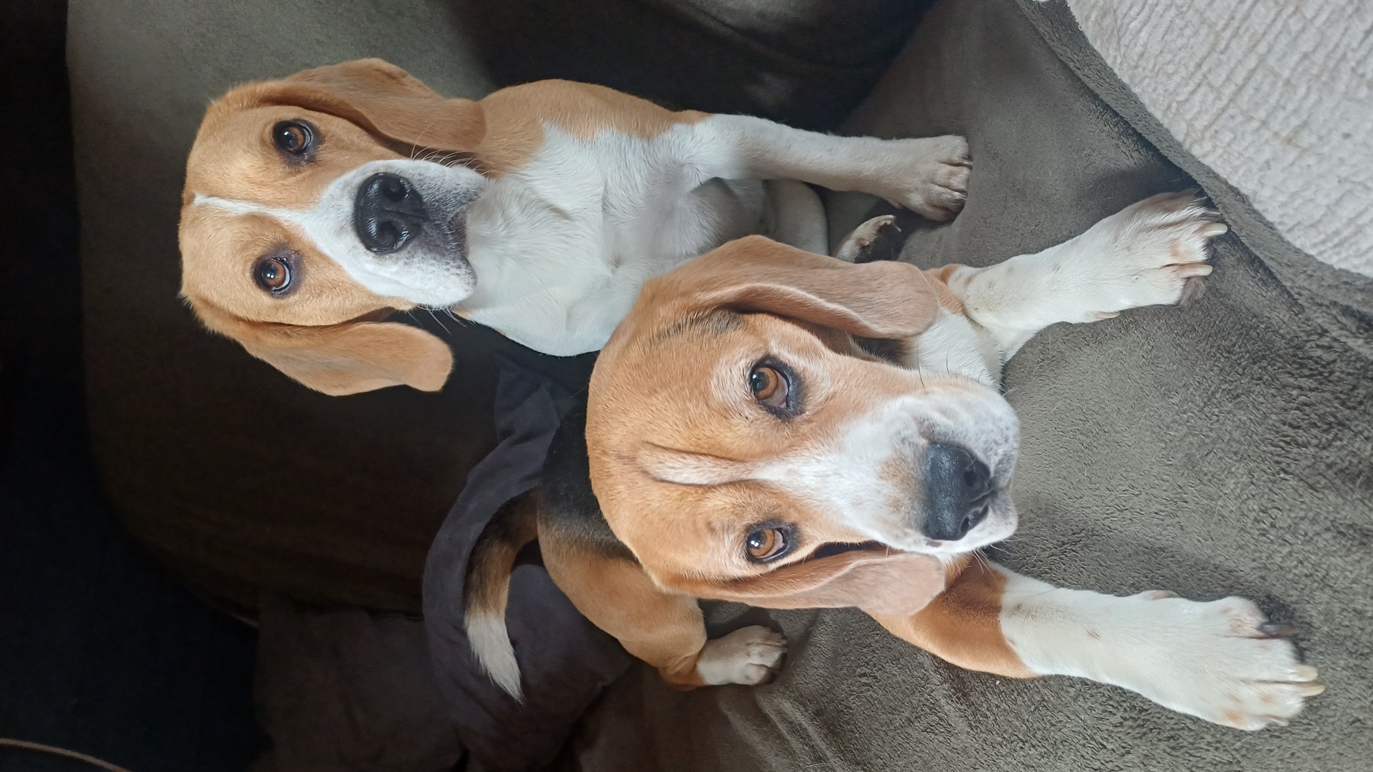 Two tri-color Beagle dogs are resting indoors, captured from an elevated, slightly oblique angle. The dogs, characterized by their distinct tan, white, and black markings, are positioned diagonally across the frame on a soft, olive-green or brownish-grey upholstered surface, likely a couch or a large dog bed.
The dog in the upper left foreground is lying down with its head turned directly towards the camera, showcasing its expressive dark brown eyes, black nose, and floppy tan ears. Its white chest and forelegs are visible. The second dog, positioned below and slightly to the right of the first, is also lying down and looking towards the camera, though its gaze is slightly off-center. This dog's tan and white fur is prominent, and a portion of its black and white tail can be seen curled on the dark fabric below. Both dogs appear calm and alert.
The background consists of the same soft fabric surface the dogs are on, with a lighter, possibly textured or patterned fabric visible in the upper right corner, suggesting another part of a couch or a blanket. The lighting in the image is even and soft, indicating an indoor setting with no direct harsh light. There is no visible text in the image. The scene conveys a peaceful and domestic atmosphere in Timokhovo, Russia.