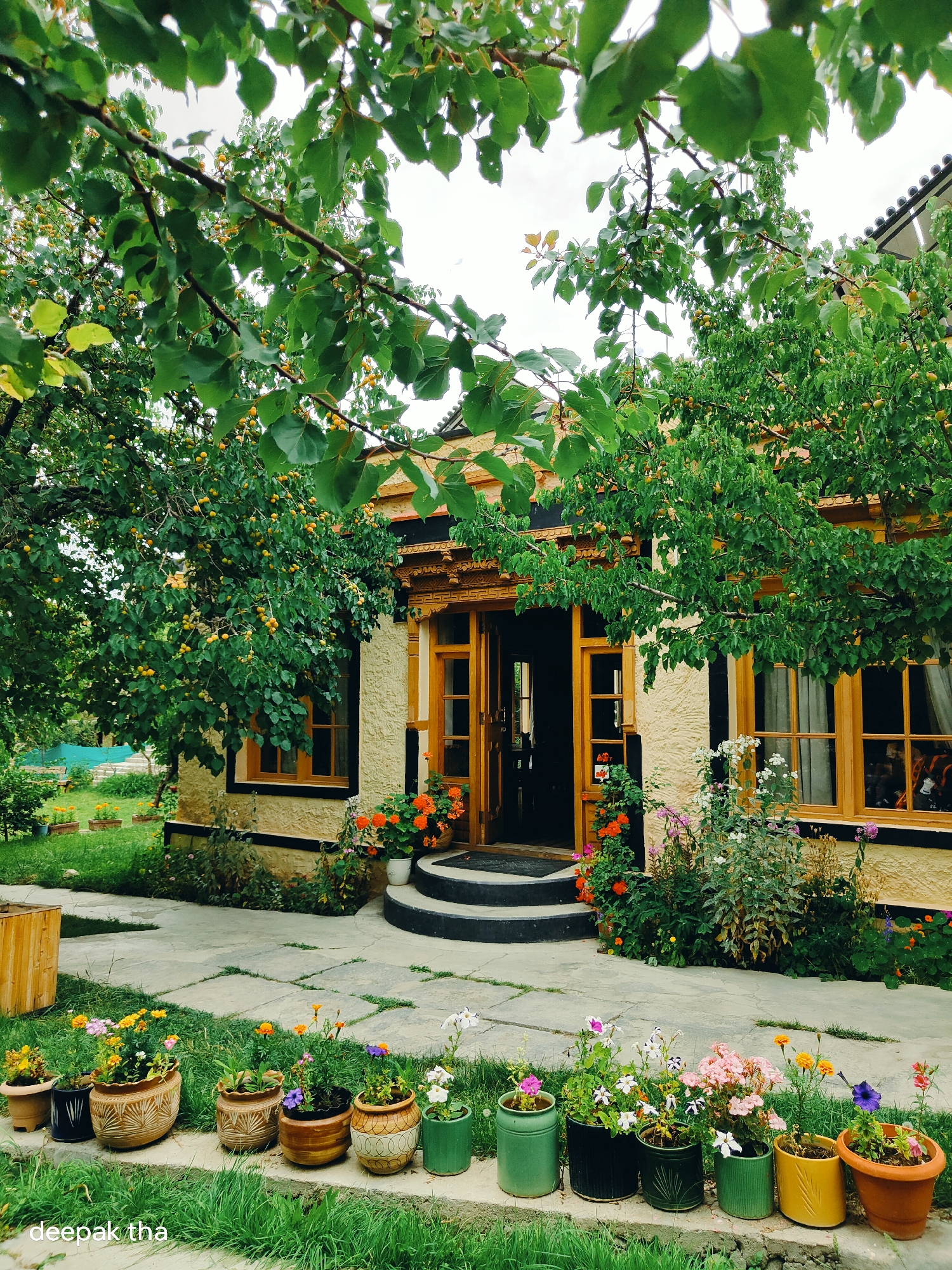 The image shows a traditional Ladakhi house with yellow walls and wooden window frames and doors, likely located in Leh, India, given the architectural style and vegetation. The house is surrounded by lush greenery, with a large tree bearing yellow fruits prominently in the foreground, its branches extending over the roof. Several potted plants with colorful flowers are arranged in a line along a stone pathway leading to the entrance. The entrance itself features a set of stairs and a large wooden door. The overall scene depicts a serene and well-maintained garden setting in front of a residential building. The sky is overcast, suggesting a temperate climate. The watermark "deepak tha" is visible in the bottom left corner of the image.