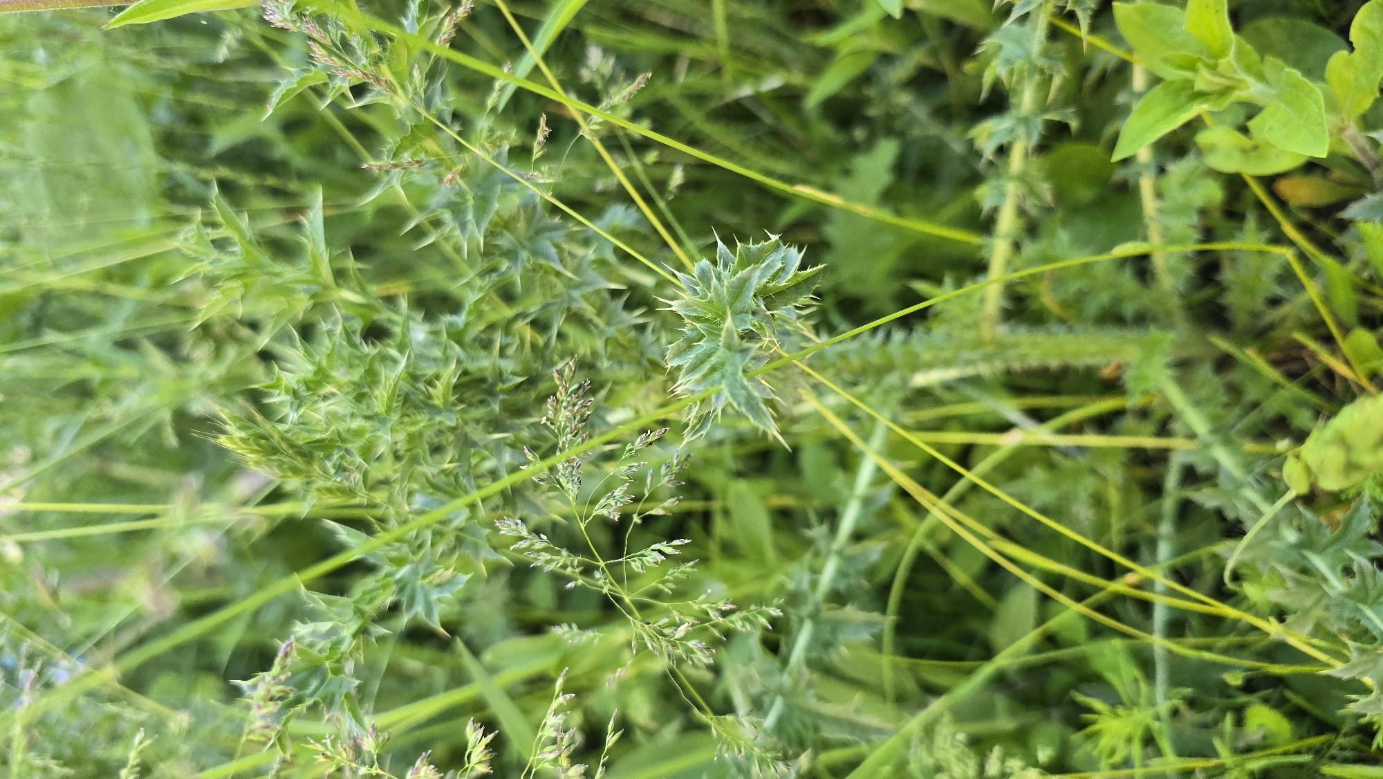 The image depicts a close-up view of spiky green foliage and grass, with some thin stalks of grass reaching upwards. The background is a blur of green, suggesting a natural outdoor environment. The lighting is diffused, indicating it might be overcast or the sun is not directly visible. The focus is sharpest on the spiky leaves in the foreground, highlighting their texture and sharp points. The overall impression is of a wild, untamed patch of vegetation. There are no people, structures, or urban elements visible in the image. Based on the provided information, this scene is located in Kyiv, Ukraine.