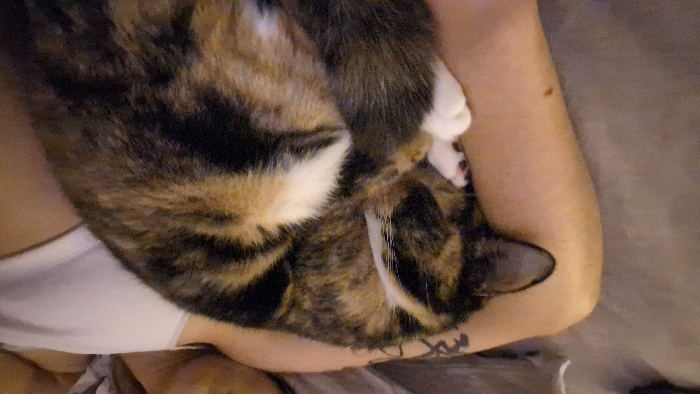The image depicts a close-up, indoor scene. A calico cat, characterized by patches of black, brown-orange, and white fur, is curled tightly and appears to be asleep on a human's bare arm and upper torso. The cat's head is tucked under its body, and its white paws are visible beneath its fur. The human's arm exhibits fair skin, a small dark mole on the forearm, and a dark-inked tattoo on the upper arm/shoulder area, appearing as intricate, dark lines. A white undershirt or tank top strap is visible across the human's chest, and a partially obscured human face is visible in the upper right corner, out of focus. The immediate background consists of a soft, light grey-beige textured surface, consistent with upholstery or bedding. The lighting is soft and ambient. The image provides no visual details to establish its location within the city of Budva, Montenegro.