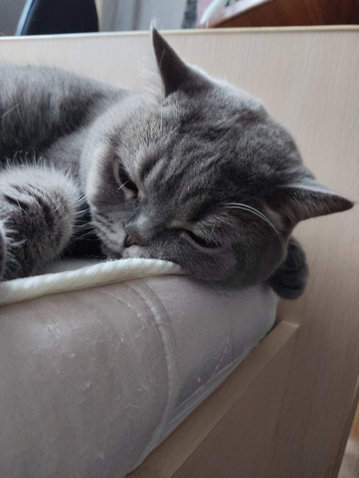 A gray British Shorthair cat is sleeping on a light-colored cushion. The cushion is resting on a wooden shelf or ledge. The photo appears to be taken indoors. There is no evidence to determine if the location is in the city of Perm, Russia.