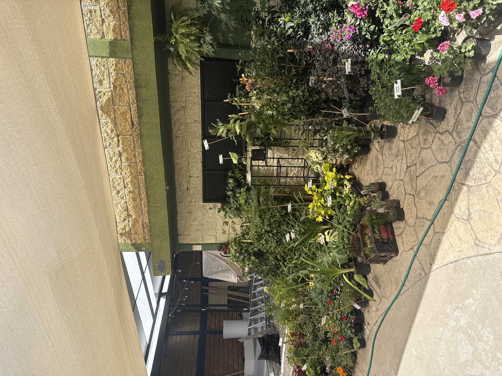The image shows the exterior of a plant nursery or garden center in San Andrés Cholula, Mexico. Various potted plants and flowers are displayed on a stone-paved walkway. A partially visible awning or shade structure covers part of the scene. The plants feature identification labels on sticks, and a green hose runs along the edge of the walkway. A brick wall with green painted trim forms part of the structure. A ladder and other materials are visible further inside the nursery.