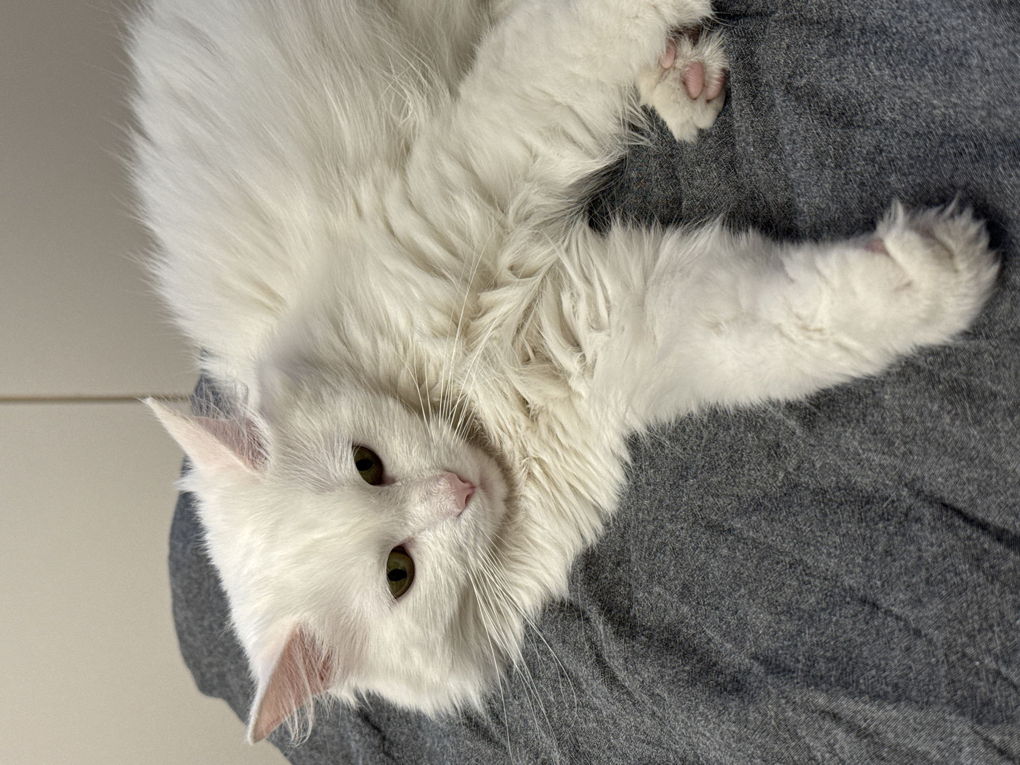 A close-up, eye-level shot captures a fluffy white cat lying on a gray, textured surface that appears to be fabric. The cat's fur is long and dense, with its body partially obscuring the background. The cat is positioned to the right of the frame, with its head turned to the left. Its eyes are a striking green, and its nose is a delicate pink. One of its front paws is extended towards the foreground, showcasing its pink toe beans. The lighting is soft, creating a gentle illumination on the subject. The overall scene is calm and relaxed, suggesting the cat is at ease.