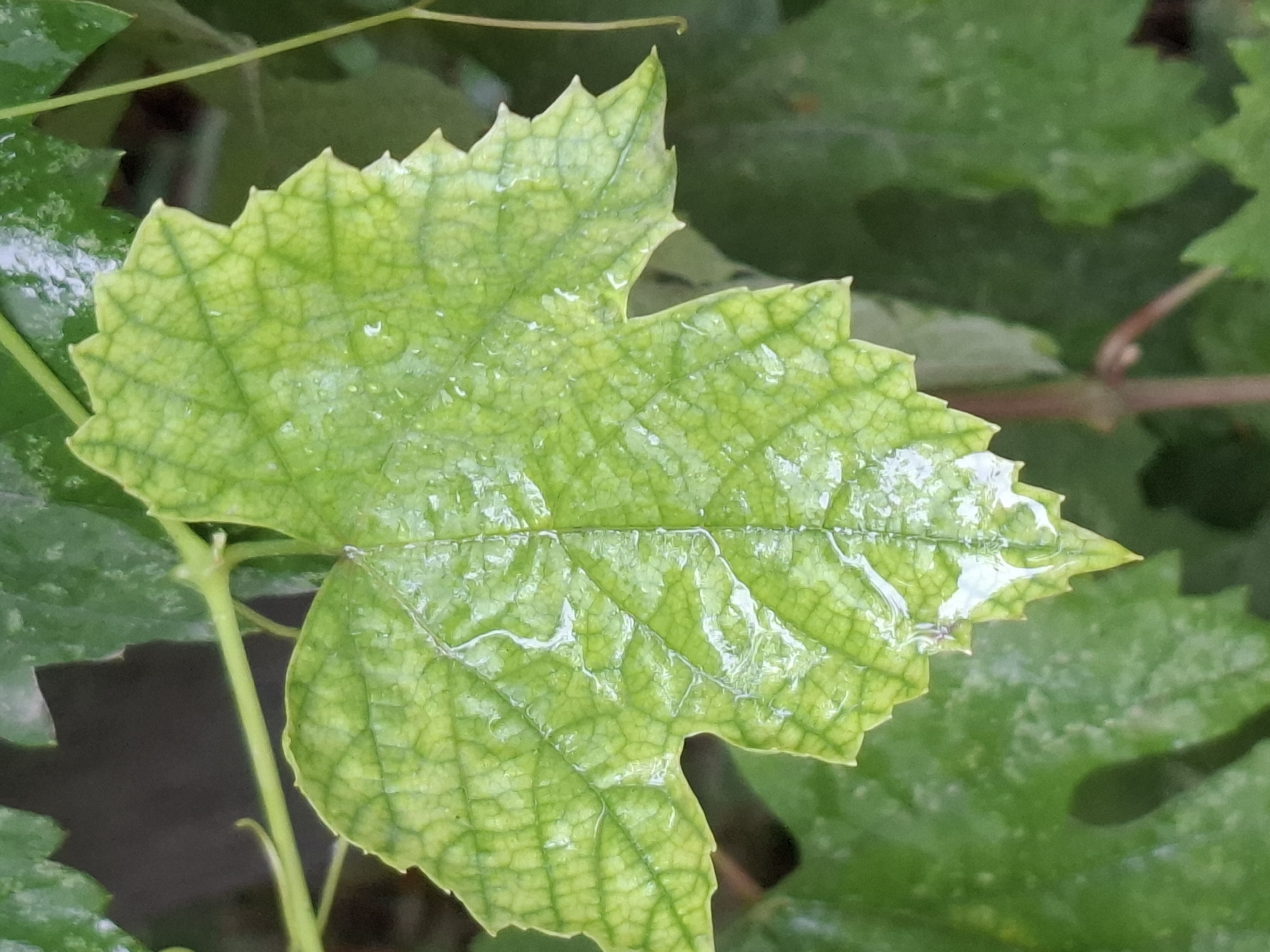 A close-up, shallow depth-of-field shot focuses on a bright green, wet grape leaf, showing its intricate vein pattern. Water droplets glisten on the leaf's surface. The background is a blur of darker green foliage and hints of a dark, possibly brown, area. The image does not contain any identifiable landmarks or features that would place it specifically within the city of Almaty, Kazakhstan. The scene appears to be an outdoor, natural setting.