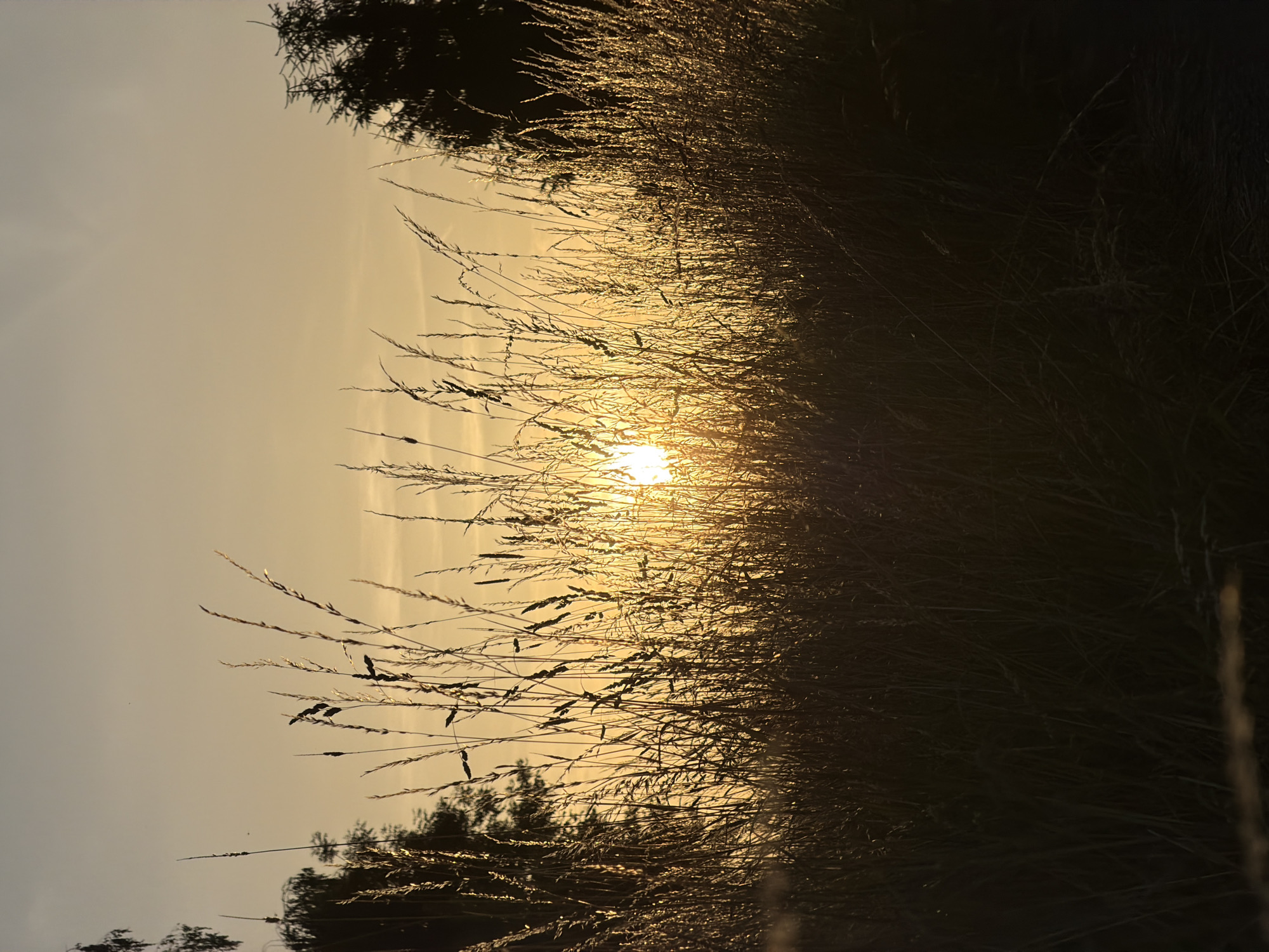 The image depicts a close-up view of tall, dry grass and reeds silhouetted against a bright sunset. The sun, a glowing orb, is visible through the vegetation, casting a warm, golden light that illuminates the scene. The sky is a soft gradient of yellow and orange, with hints of pale blue. On the left side of the frame, the dark silhouette of trees is visible, and on the right, a portion of a dark evergreen tree is also silhouetted. The foreground is dominated by the dense, feathery texture of the dried grasses, with some stalks catching the sunlight and appearing almost luminous. The overall impression is one of a peaceful, natural setting at dusk. This scene is located in Olingen, Luxembourg.