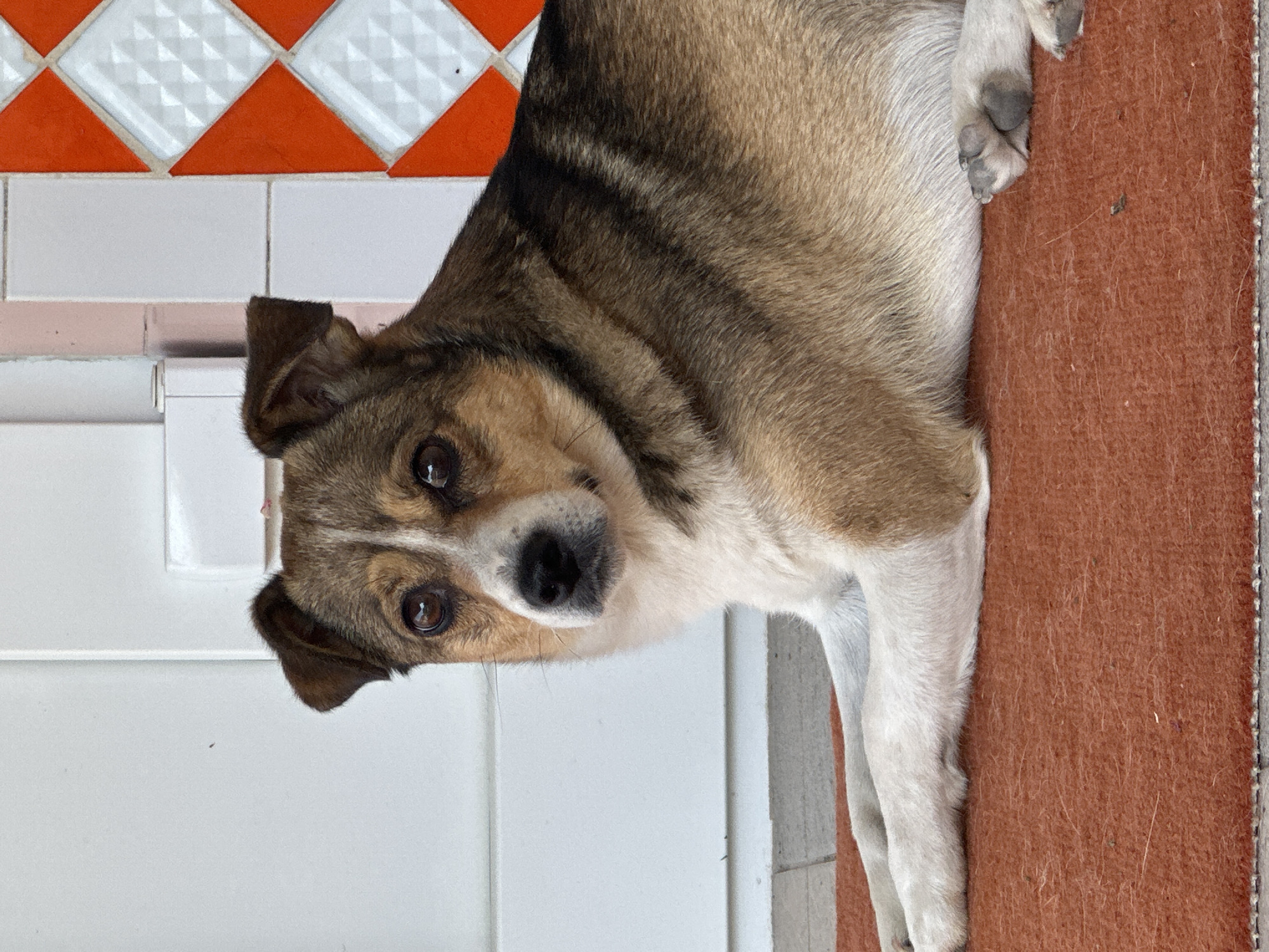 A medium-sized dog with brown, tan, and white fur lies on a reddish-brown rug. The dog is positioned in the foreground, facing slightly to the left. Its head is turned towards the camera, and its eyes are open, looking forward. Behind the dog, a white wall is visible to the left, and to the right, there is a wall with a diamond pattern of alternating white and orange tiles. The environment appears to be outdoors, possibly on a porch or patio. The image was taken in Makiv, Ukraine.