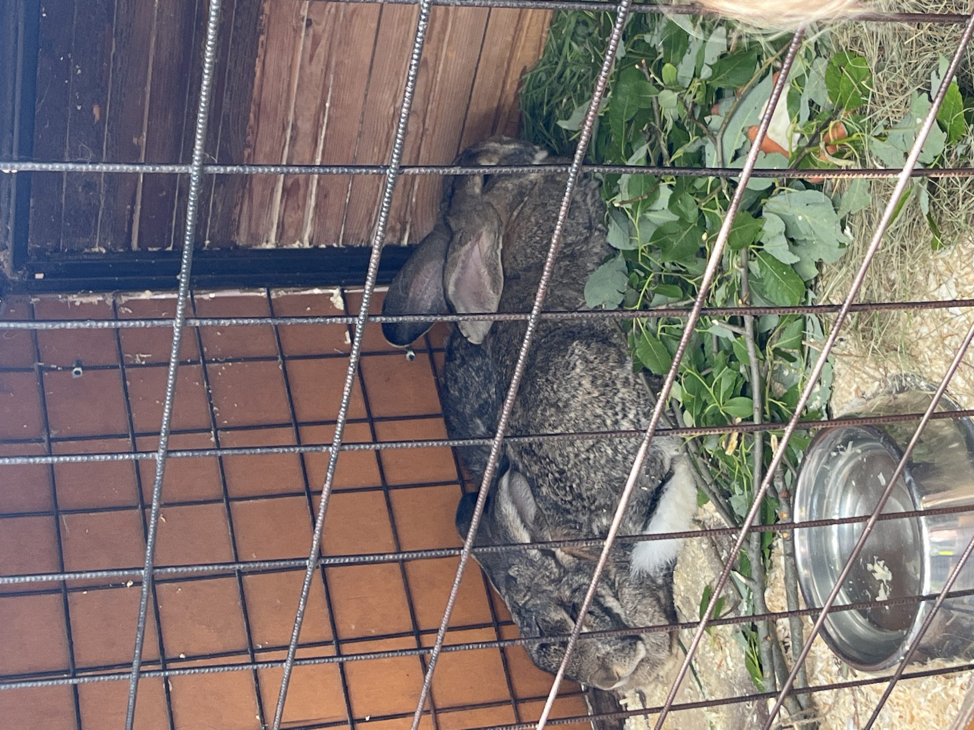The image shows two rabbits in an enclosure. The enclosure has a wooden back wall and a wire mesh front and top. The floor of the enclosure appears to be made of wood, with some bedding material scattered around.
The rabbits are of a medium size and have gray and brown fur. One rabbit is lying down, facing to the left, with its head resting on the floor. Its ears are long and floppy. The other rabbit is partially visible behind the first, also lying down.
In the enclosure, there is a pile of fresh green leaves and branches, suggesting it's a source of food or enrichment for the rabbits. There are also some pieces of what looks like hay or straw. A metal food or water bowl is visible on the right side of the enclosure.
The lighting suggests it is daytime, possibly outdoors or in a well-lit indoor space. The overall impression is of a comfortable and safe environment for the rabbits. There is no visible text in the image.