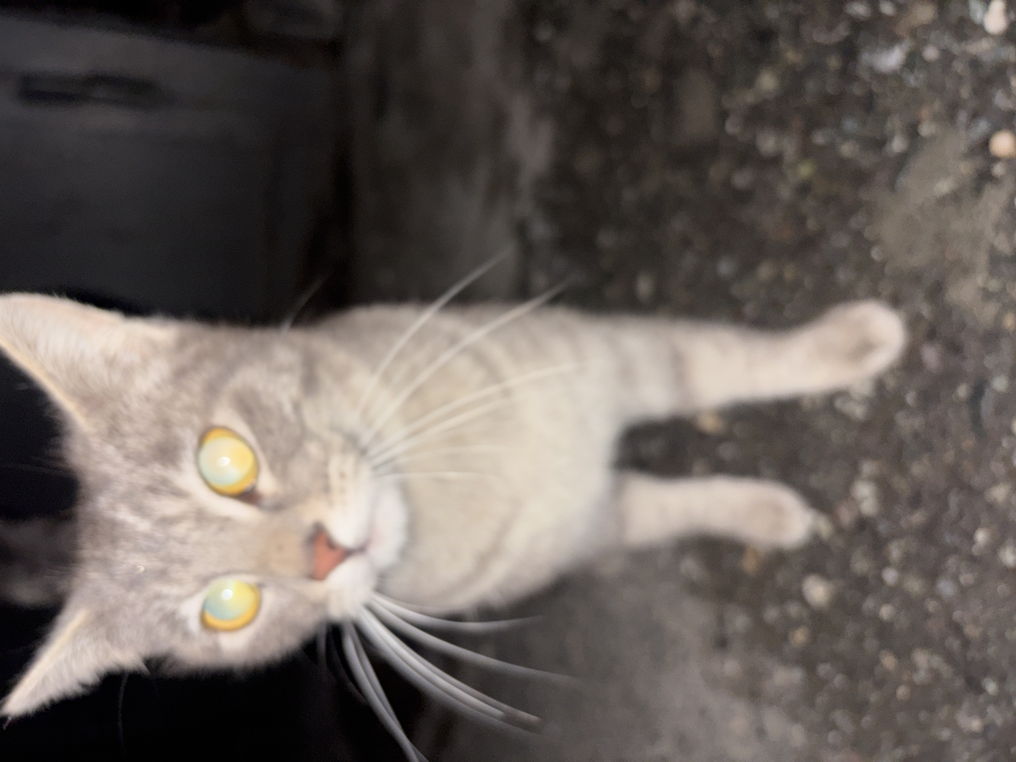 A light gray tabby cat with yellow eyes is looking directly up at the camera. The cat is lying on a grainy surface, possibly pavement. In the background, there's a dark, indistinct area. The location cannot be determined with the provided image and information.
