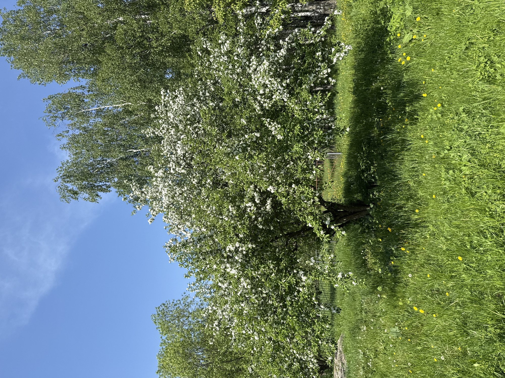 The image depicts a daytime scene in Rusanovo, Russia. A blossoming tree with white flowers is centrally positioned. The tree is surrounded by a field of green grass with scattered yellow dandelions. In the background, birch trees are visible. The sky is blue with light cloud cover. A section of a chain-link fence runs near the grass.