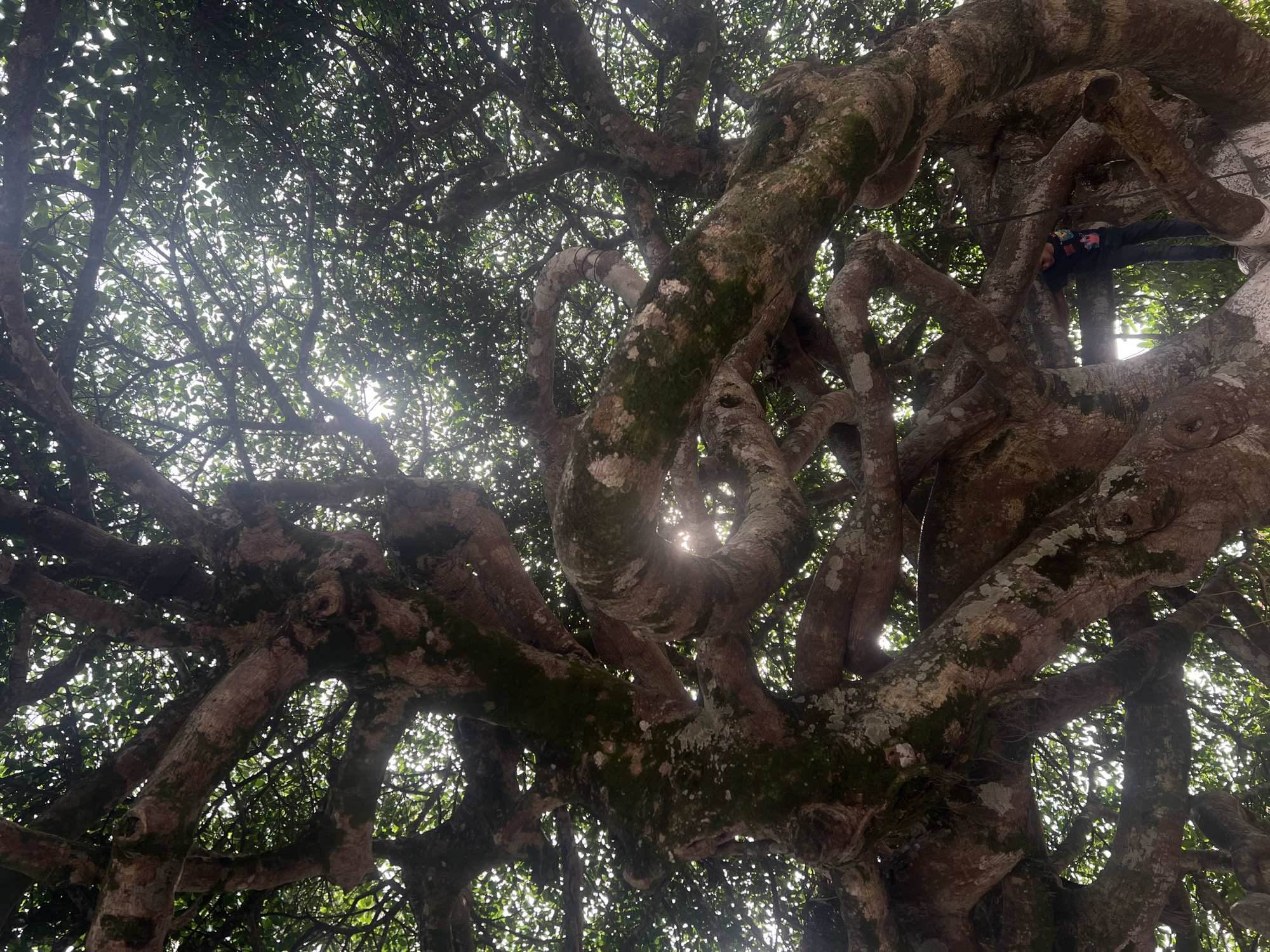 The image depicts a large, mature tree in Santa Rosa de Copán, Honduras. The view is from below, looking up into the dense network of branches. The thick branches are covered with patches of moss and lichen, indicative of a humid environment. Sunlight filters through the leaves, creating a dappled light effect. A person wearing dark clothing is perched among the upper branches of the tree.