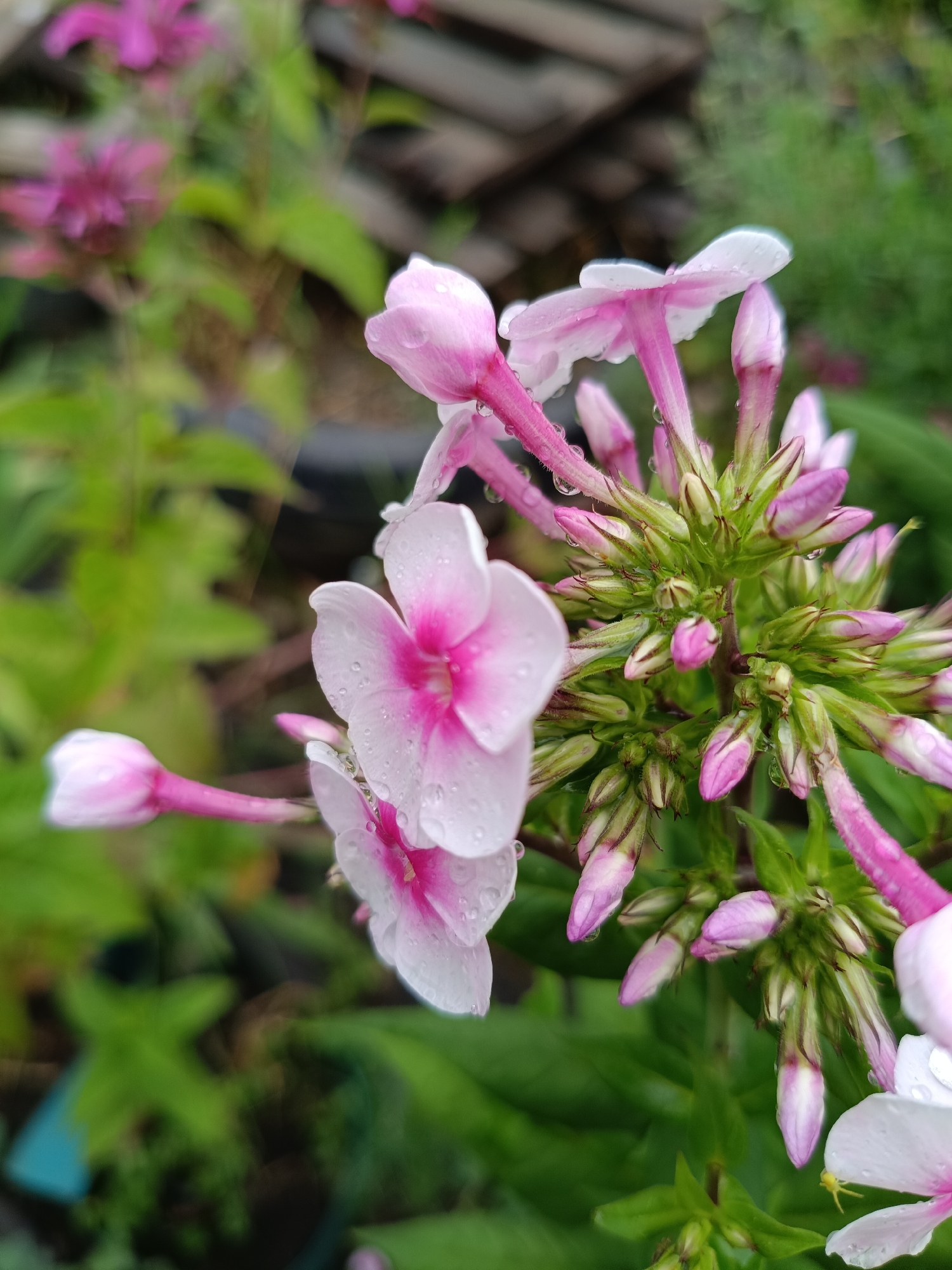 A close-up, eye-level, vertical shot captures a cluster of blooming pink phlox flowers with dew drops, set against a blurred background of green foliage and a wooden fence. The flowers are the primary subject, with their delicate petals and vibrant pink centers prominently featured. The dew drops on the petals indicate recent rainfall or high humidity. The background is out of focus, providing a soft contrast to the sharp details of the flowers. The scene appears to be in a garden or natural setting, typical of a residential area in Nizhnekamenka, Russia, during the warmer months. There are no people or animals present, and no specific actions are depicted beyond the natural growth and blooming of the flowers.