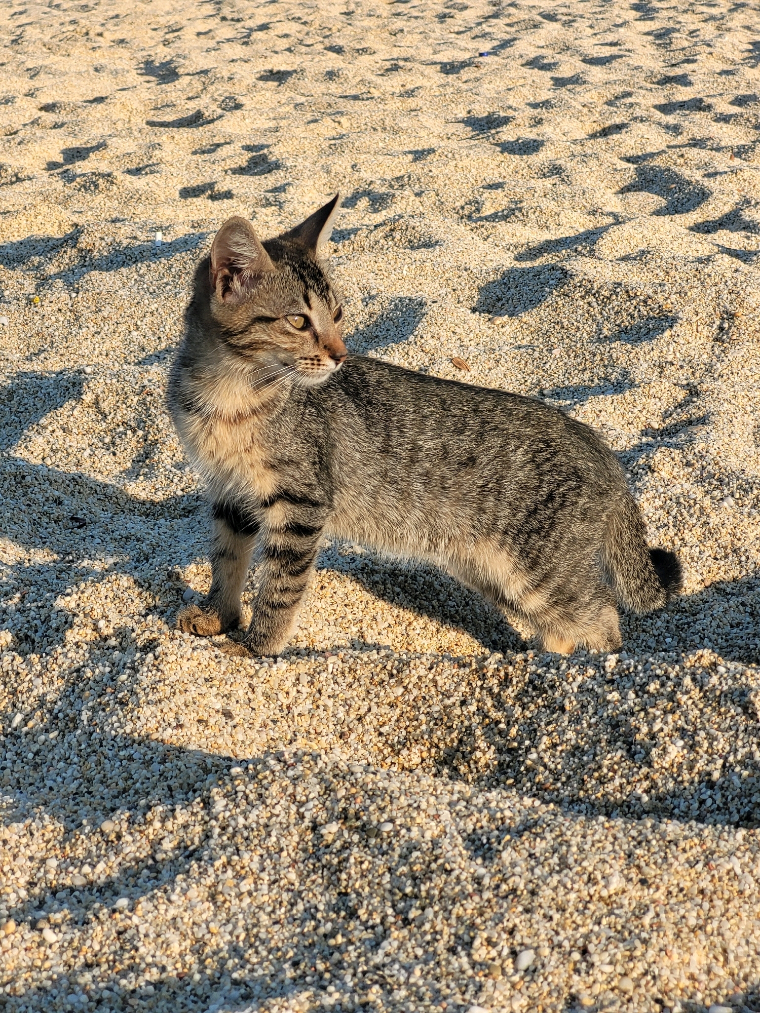 A young tabby cat stands on a beach composed of small, light-colored pebbles. The cat is facing to the right, with its body angled slightly away from the viewer. Its fur is a mix of grey, brown, and black stripes. The background consists of more of the pebble beach, with several shadows cast by unseen objects, suggesting sunlight. The overall impression is a serene, natural setting. This appears to be the beach in Alanya, Turkey, characterized by its pebble shores and clear waters.