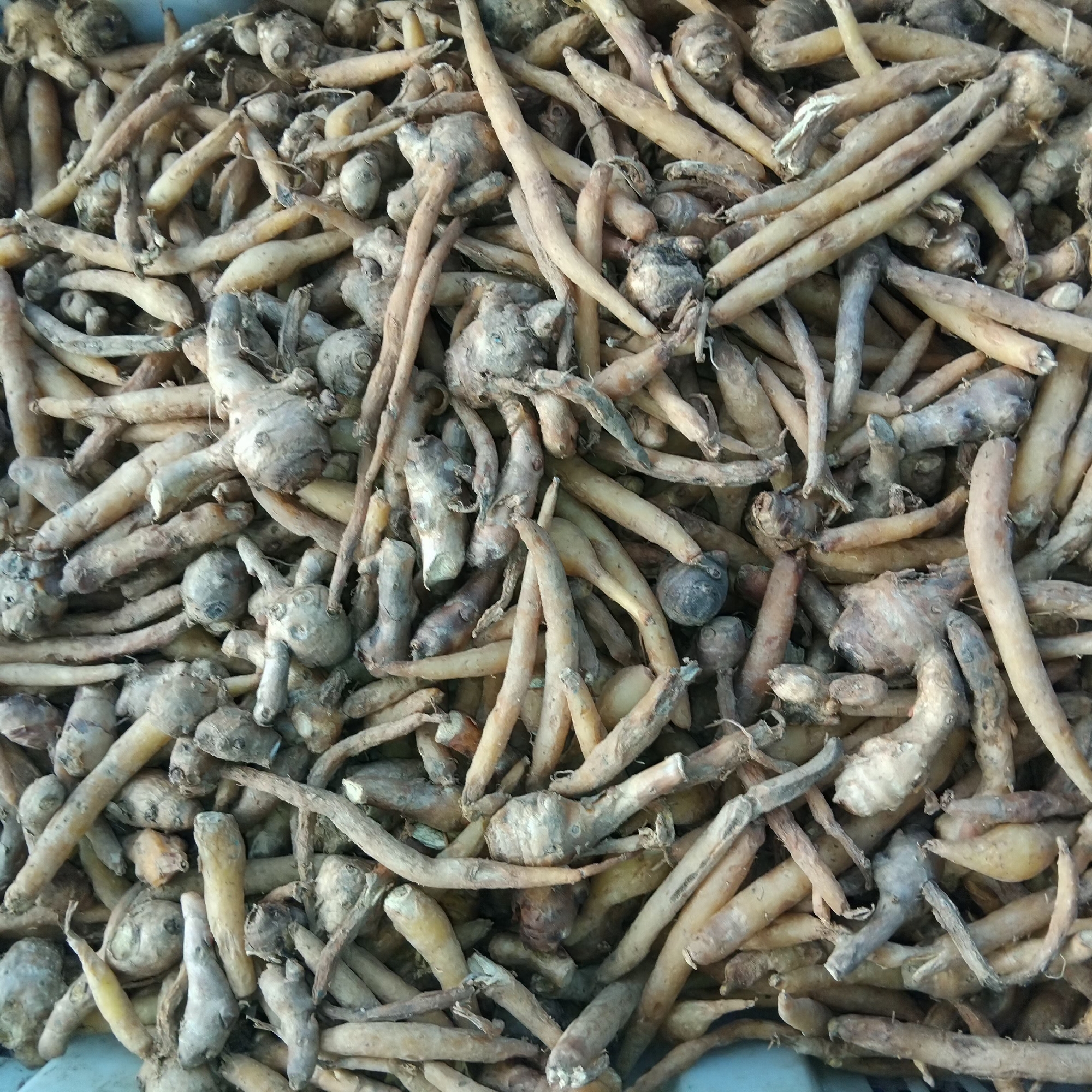 The image shows a close-up, overhead view of a large pile of dried fingerroot (also known as Chinese ginger or krachai). The fingerroot is predominantly light brown and tan in color, with some pieces appearing darker or having reddish-brown tones. The pieces vary in size and shape, with many being long and slender, resembling fingers or small roots, while others are more bulbous and knotty. Some pieces have a rough, textured surface, while others appear smoother. The fingerroot is densely packed, obscuring much of the background, which appears to be a light blue container. The lighting is even, suggesting an indoor or shaded outdoor setting. There are no people or other objects visible in the frame. The scene is likely a market stall or a storage area in Banjarbaru, Indonesia, where fingerroot is a common ingredient in Southeast Asian cuisine.