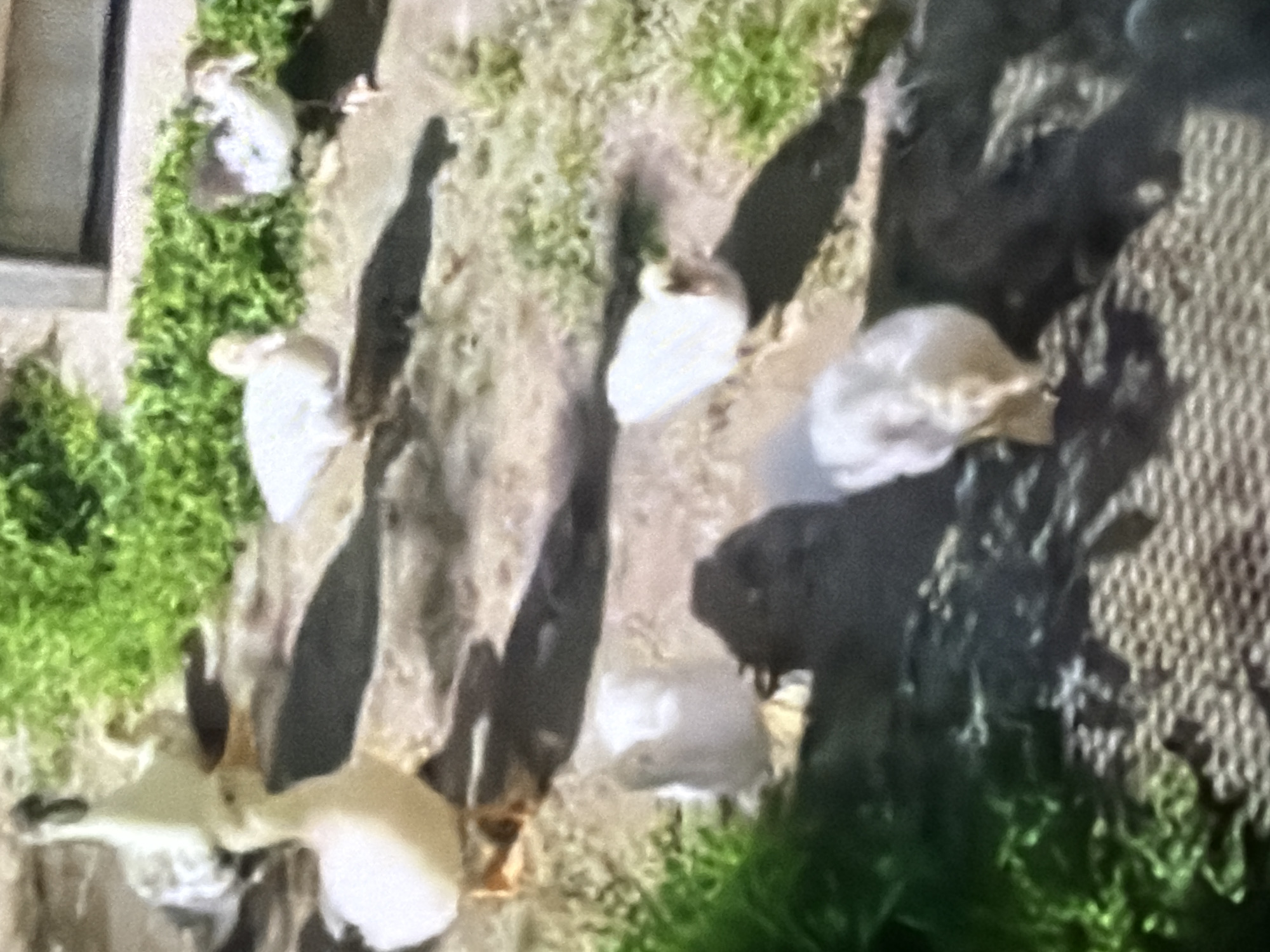 A group of ducks are visible in an outdoor setting, scattered across a dirt and grass area. In the foreground, a white duck stands upright, facing left, with its beak pointed downwards. To its left, a partially obscured white duck is also standing. In the middle ground, another white duck is visible, facing to the right. Behind it, a duck with black and white markings is also present. Further in the background, a group of white ducks are scattered, some standing and some appearing to be pecking at the ground. The environment consists of sparse grass and dirt patches. The image does not contain any identifiable landmarks or elements that would indicate a specific location in Bukuru, Nigeria.