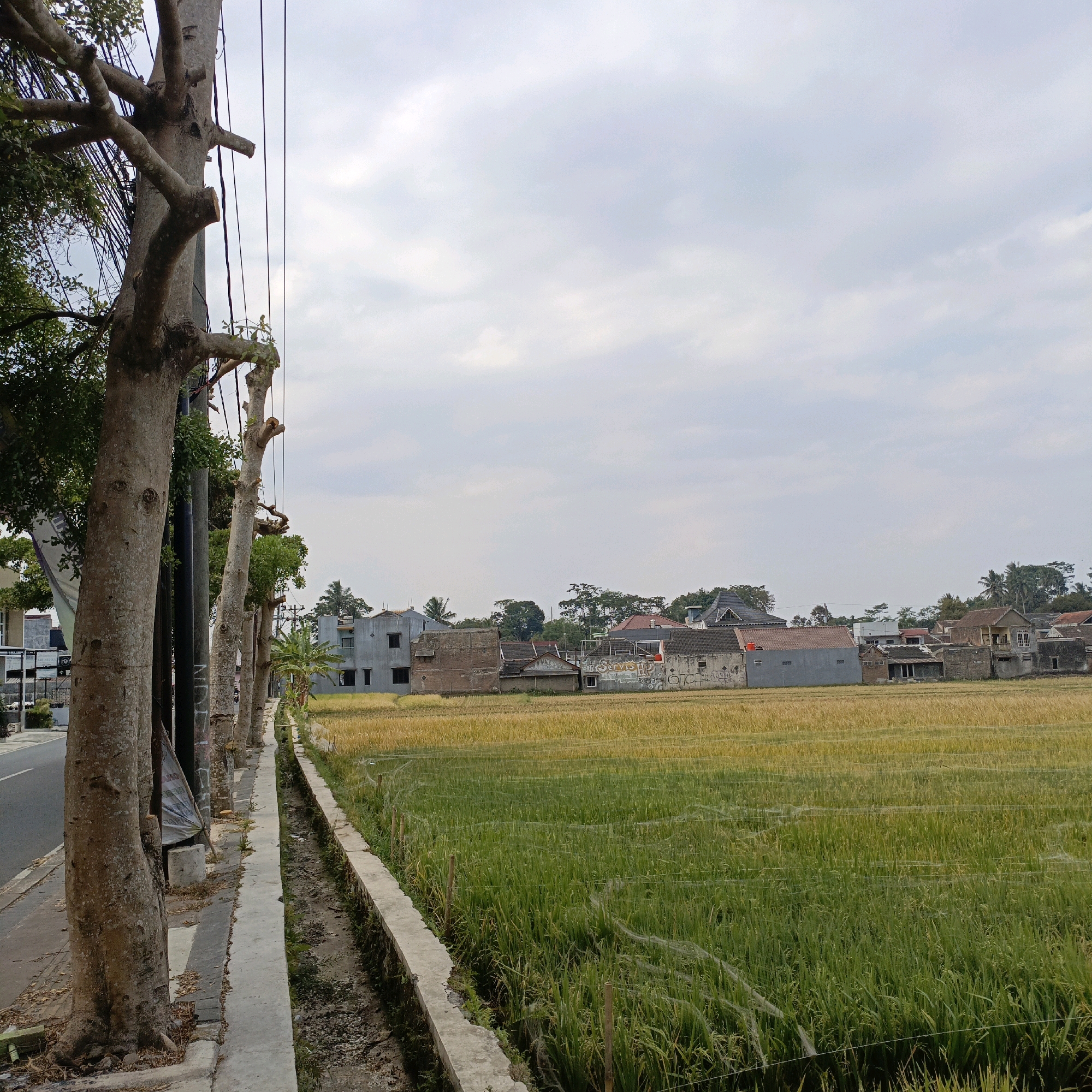 The image depicts a rural or semi-rural street scene in Salatiga, Indonesia, characterized by a row of trees lining a concrete sidewalk next to a road. Beyond the sidewalk is a drainage ditch and a rice field. In the background, residential buildings are visible, suggesting the proximity of a village or town. The sky is overcast. The trees are bare of leaves, with visible branches and trunks. The rice field shows a mix of green and golden stalks, indicating different stages of growth or ripening. Several utility poles with wires are present along the sidewalk. The overall impression is one of an agricultural landscape integrated with residential development.