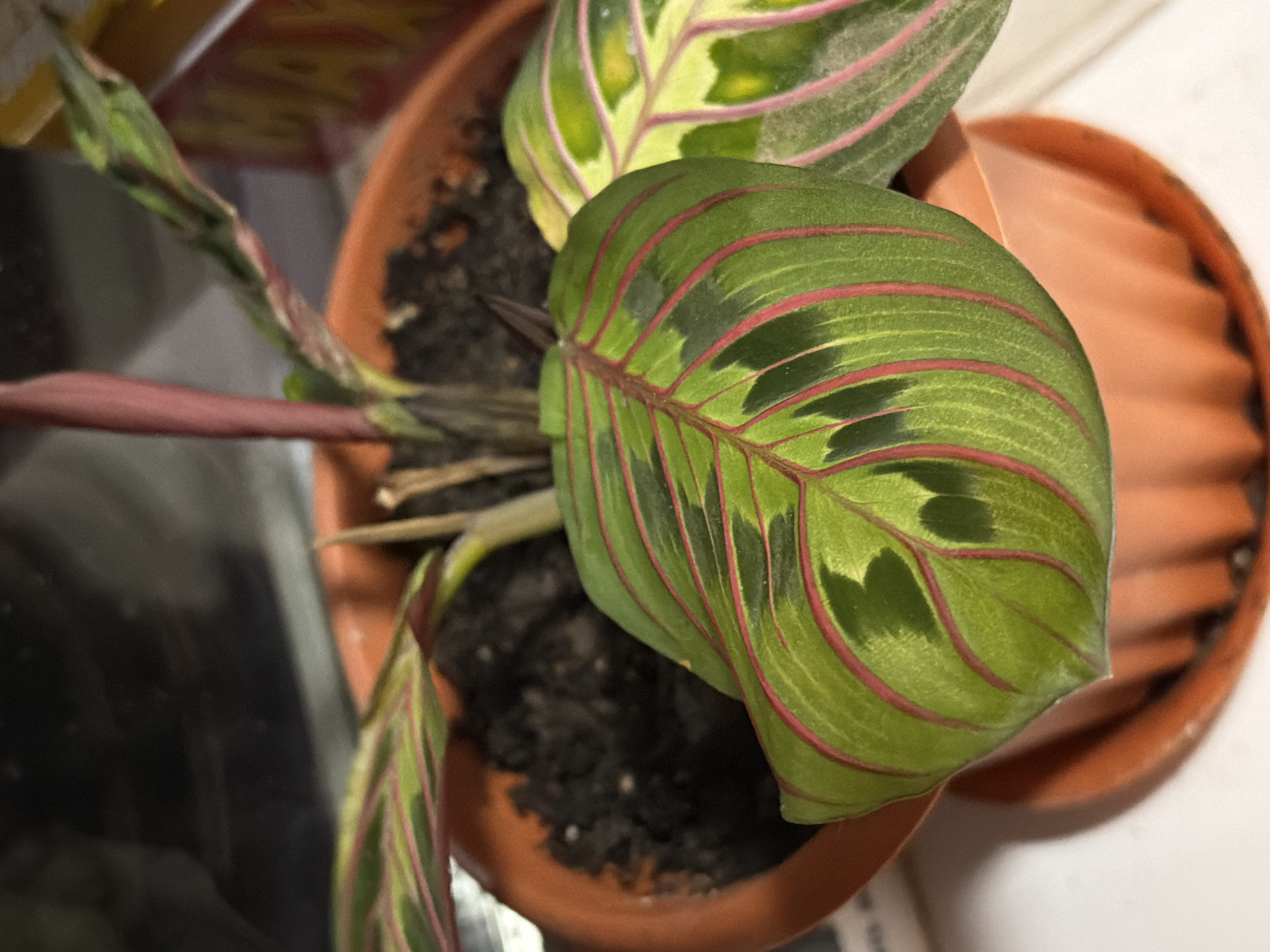 The image shows a close-up of a potted plant, likely a Maranta, with distinctive green leaves featuring red veins and darker green splotches. The plant is in an orange plastic pot with a matching saucer. The pot sits on a white surface, possibly a windowsill, with a blurred background that includes a hint of a yellow box and dark, reflective surfaces. There is no indication of the city of Krasnyi Krym, Russia, or any people in the image.