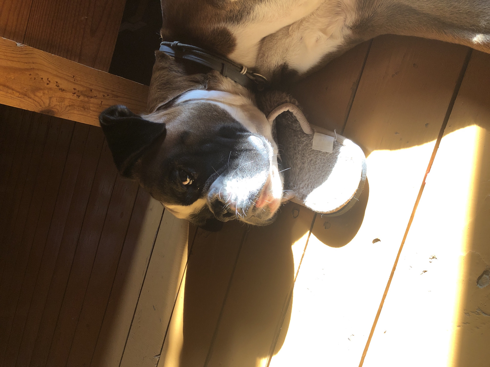 A boxer dog is lying on a wooden floor, illuminated by a strong beam of sunlight. The dog is positioned on its side with its head resting on a slipper. The dog's fur is brown and white, and it is wearing a dark collar. The wooden floorboards are oriented diagonally in the frame. In the upper right corner, a portion of a wooden beam is visible. The scene appears to be indoors, potentially in an attic or a room with exposed beams and wooden flooring. The location is specified as Романово, Russia, though this is likely a general location identifier rather than a specific city detail within the visual information of the image itself.