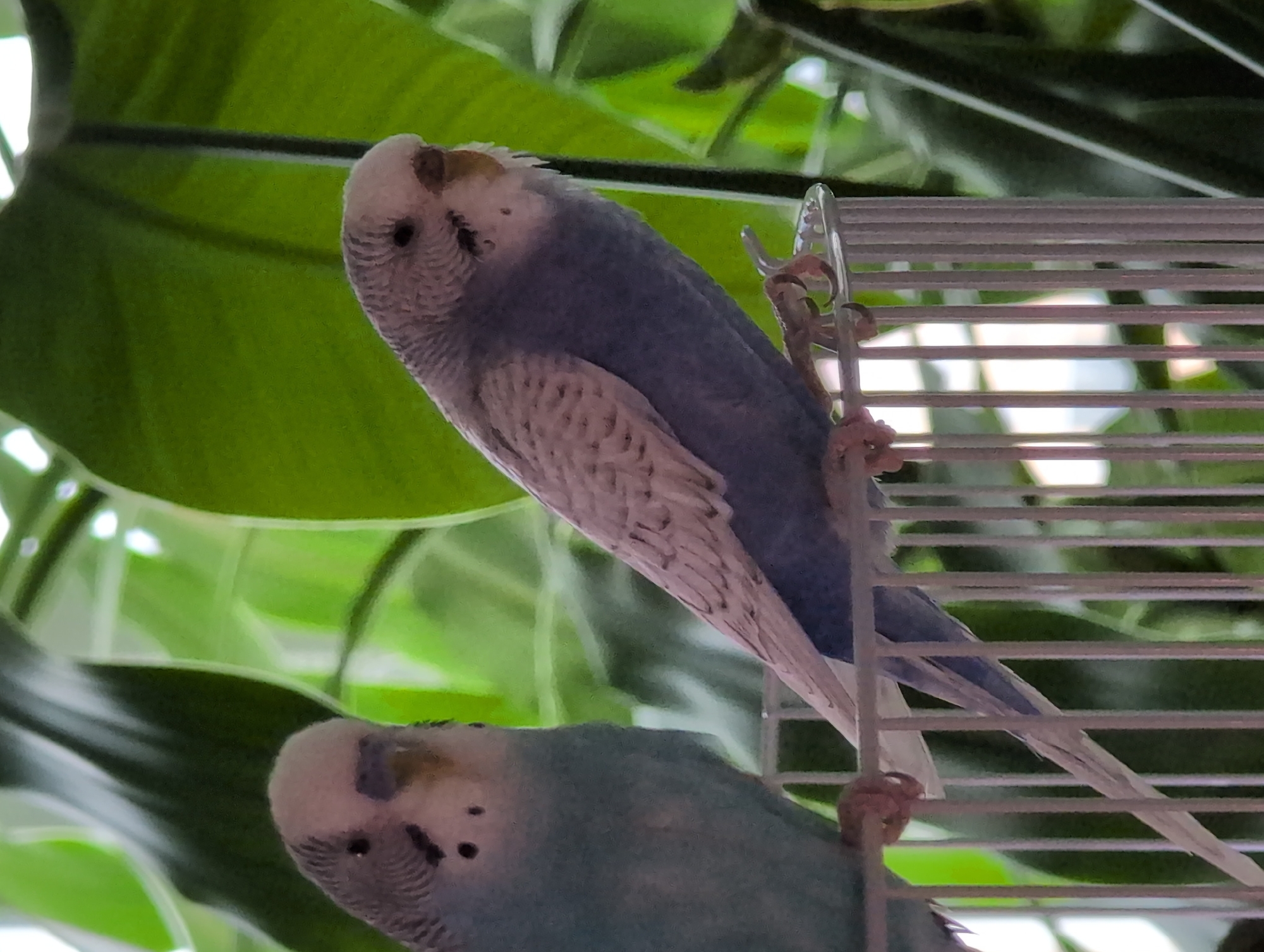 Two budgerigars, one light blue and one pale blue with grey markings, are perched on a silver metal cage. The bird on the right is facing away from the camera, while the bird on the left is facing towards it. Both birds are in focus, and the background is a blur of green leaves, suggesting an indoor setting with plants. There are no people or any other objects visible in the image. The scene is well-lit, possibly by natural light. There is no information to suggest the location is Saint Petersburg, Russia.
