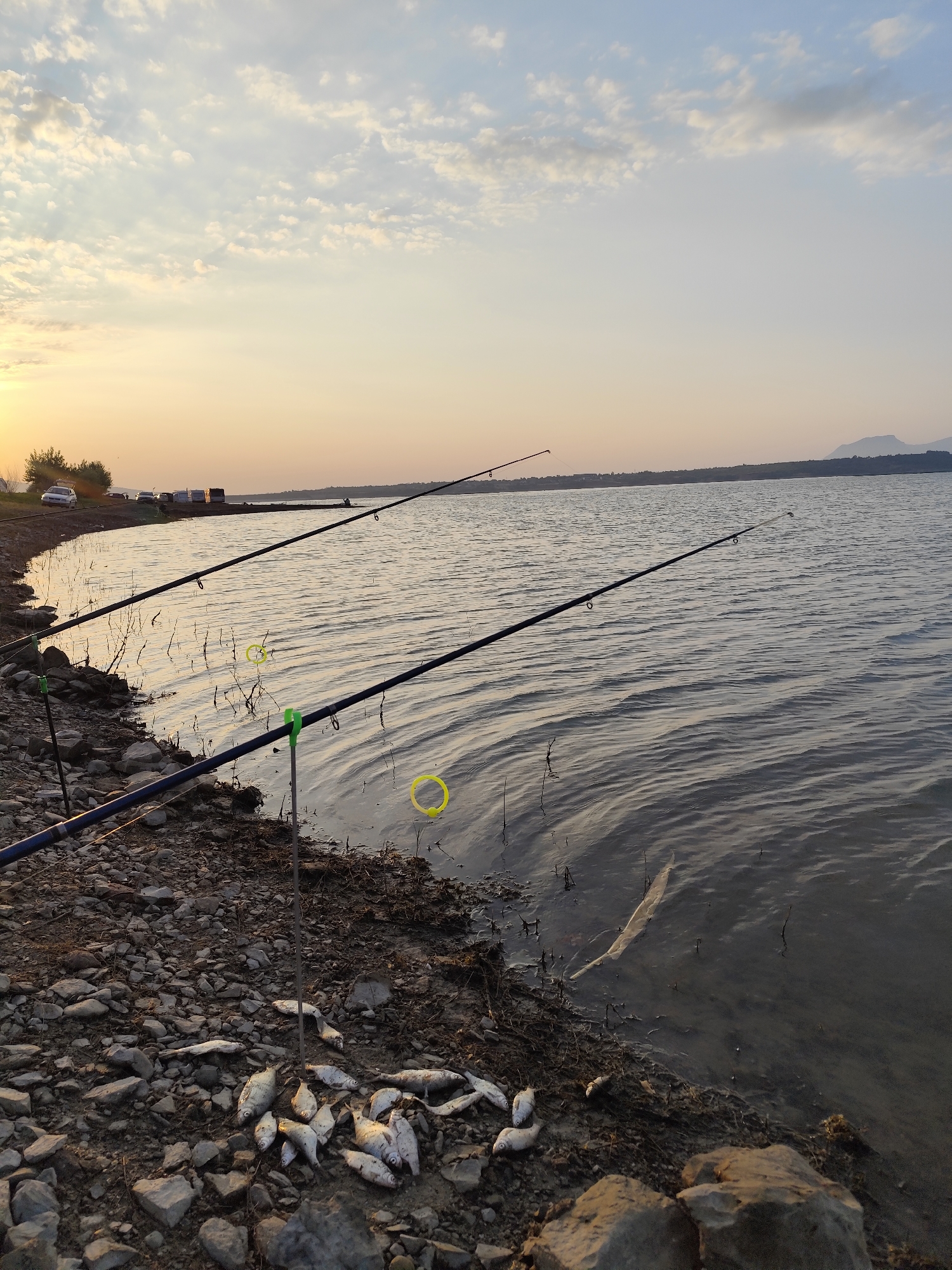The image depicts a serene lake scene at dusk, with two fishing rods set up along the rocky shore. The water is calm, reflecting the soft hues of the setting sun and the scattered clouds in the sky. Several dead fish are scattered on the bank, suggesting a recent catch or a natural event. In the background, a distant tree line and mountains complete the tranquil landscape. The image does not contain any elements that indicate a specific location within the city of Montana, Bulgaria.