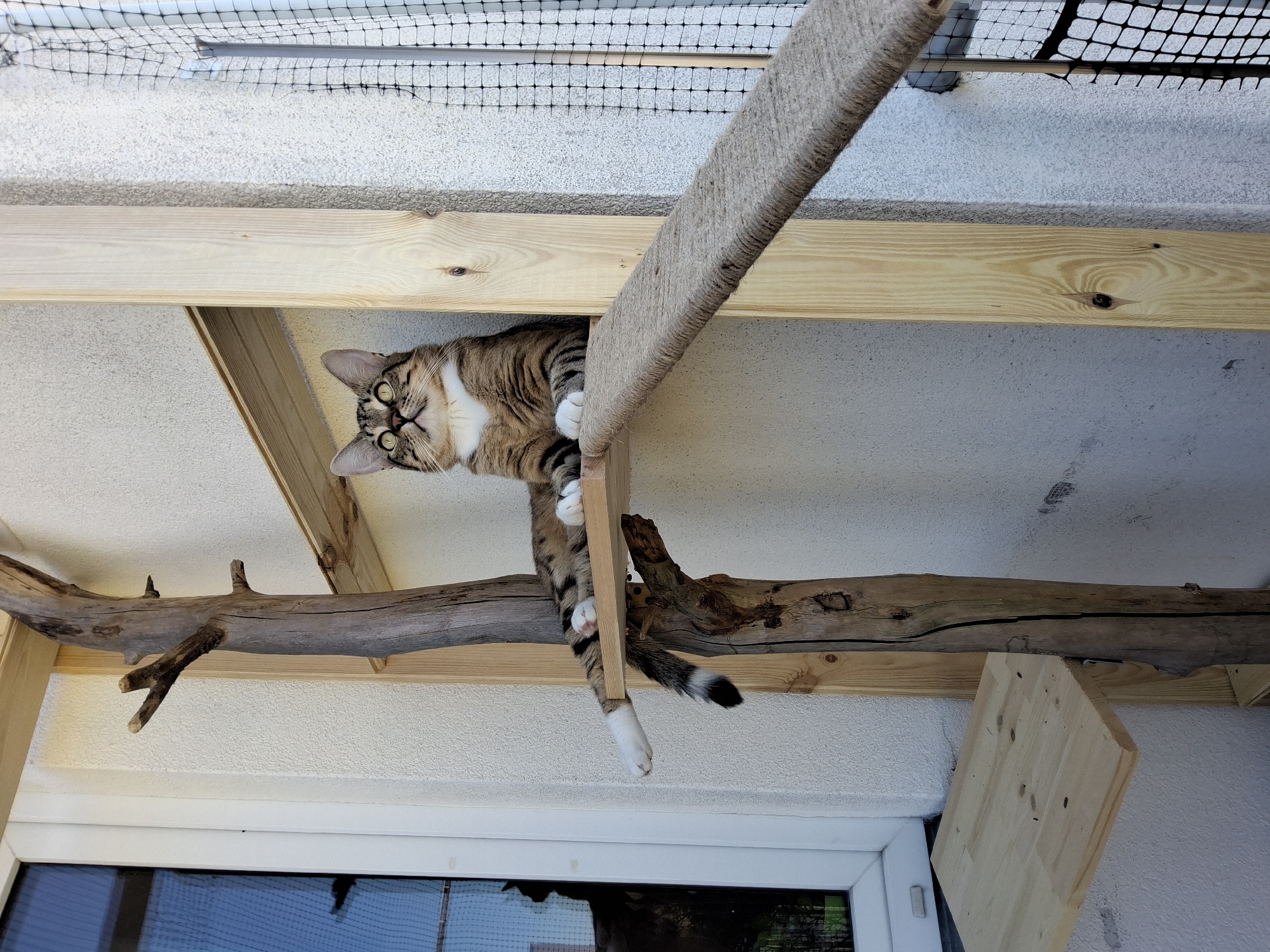 A tabby cat with green eyes and white paws is perched on a wooden cat tree structure. The cat is lying down with its front paws extended and its hind legs tucked underneath. The cat tree is made of natural wood and has multiple platforms and a ramp covered in rope. The structure is located outdoors next to a white wall and a window. A black net is visible in the background. The image appears to be taken in Warsaw, Poland.