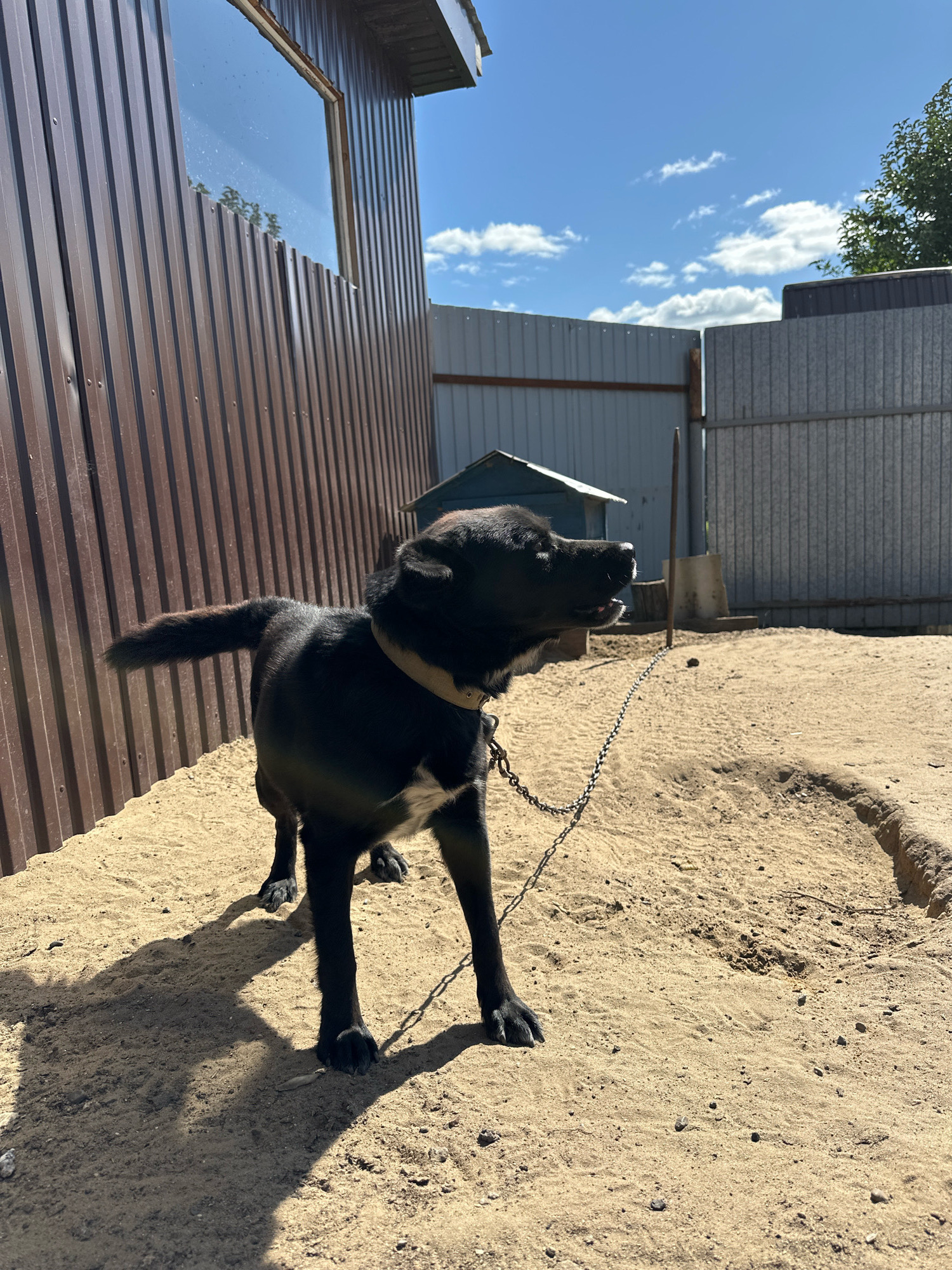 A black dog with a tan collar is standing on a sandy surface in an outdoor enclosure. The dog is attached to a chain that extends to the left. In the background, there are fences made of corrugated metal and a small blue dog house. The sky above is blue with scattered white clouds. The image appears to be taken during the day, with sunlight casting shadows on the ground. The location is the city of Buinsk, Russia.