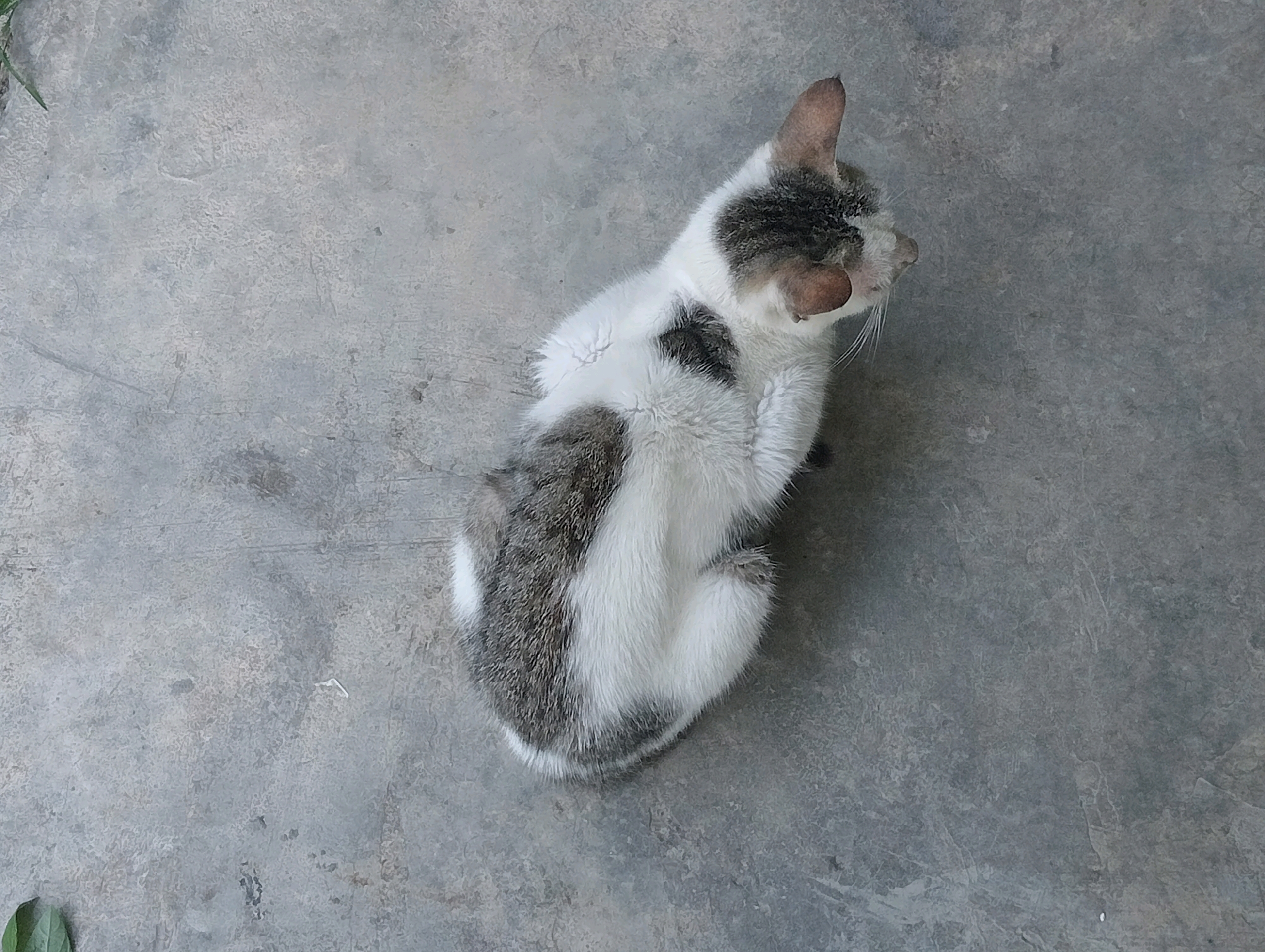 A domestic cat with white and grey tabby markings sits on a textured grey concrete surface. The cat is facing to the right of the frame, with its head slightly turned upwards. The background is a uniform grey concrete, showing signs of wear and tear. A few green leaves are visible in the bottom left and top left corners of the image. The scene is located in Balige, Indonesia.
