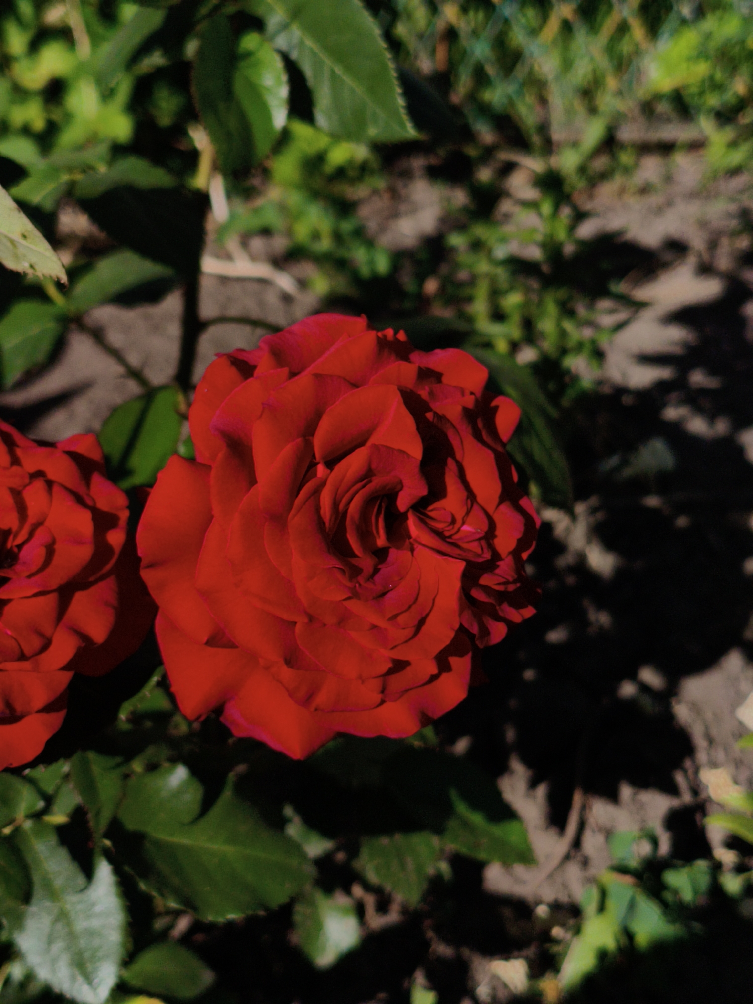 This media file features two vibrant red roses in close-up, set against a backdrop of green foliage and a dappled ground. The roses are the primary subjects, their rich red petals meticulously layered, with the one on the right being more prominently in focus, showcasing its intricate swirling pattern. The left rose is partially visible, suggesting a pair or a cluster.
The scene is outdoors, likely in a garden or natural setting, given the presence of plants and soil. The lighting suggests it's daytime, with sunlight casting strong shadows on the ground, creating a contrast between light and dark areas. The shadows are particularly noticeable, adding depth to the scene.
The background is a mix of out-of-focus green leaves and the earthy tones of the ground, with hints of what appears to be a wire fence in the upper right corner, indicating a garden enclosure. The overall impression is one of natural beauty and tranquility, with the deep red of the roses providing a focal point of intense color.
There are no people visible in the image, nor any text. The activity taking place is simply the natural state of the roses and their environment, a moment captured in time. The location context of Ustyvytsia, Ukraine, provides geographical information but is not visually evident within the frame itself. The image evokes a sense of natural vibrancy and the beauty of a blooming garden.