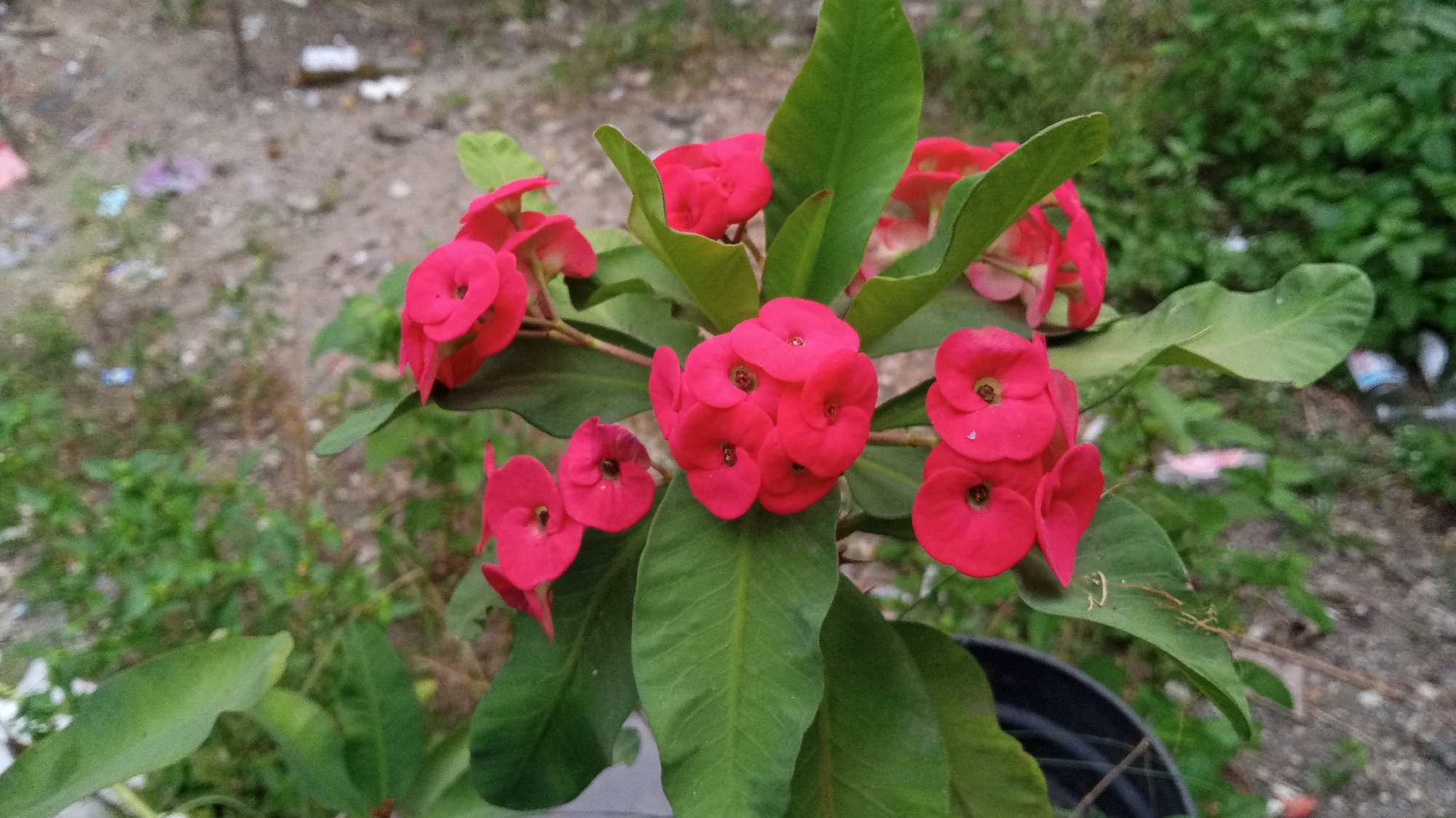 The image shows a close-up of a flowering plant with bright red blossoms and green leaves. The plant appears to be in a pot, which is partially visible at the bottom right of the frame. The background is blurred and shows a patch of ground with some debris and green foliage. The scene is outdoors. The specific location in Uteunreutoh, Indonesia, is not discernible from the visual information provided in the image.