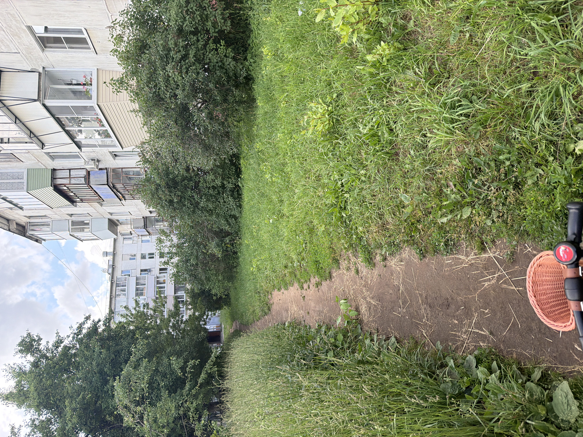 A dirt path winds through a grassy courtyard bordered by tall trees and dense shrubs, leading towards a cluster of residential buildings. The buildings appear to be multi-story apartment blocks, typical of Soviet-era architecture, with balconies and windows visible. The foreground shows the handlebars of a bicycle with a woven basket. The environment is an urban residential area, likely a courtyard in Chaikovsky, Russia, with lush green vegetation suggesting a warm season. The sky is partly cloudy. There are no people visible in the scene.