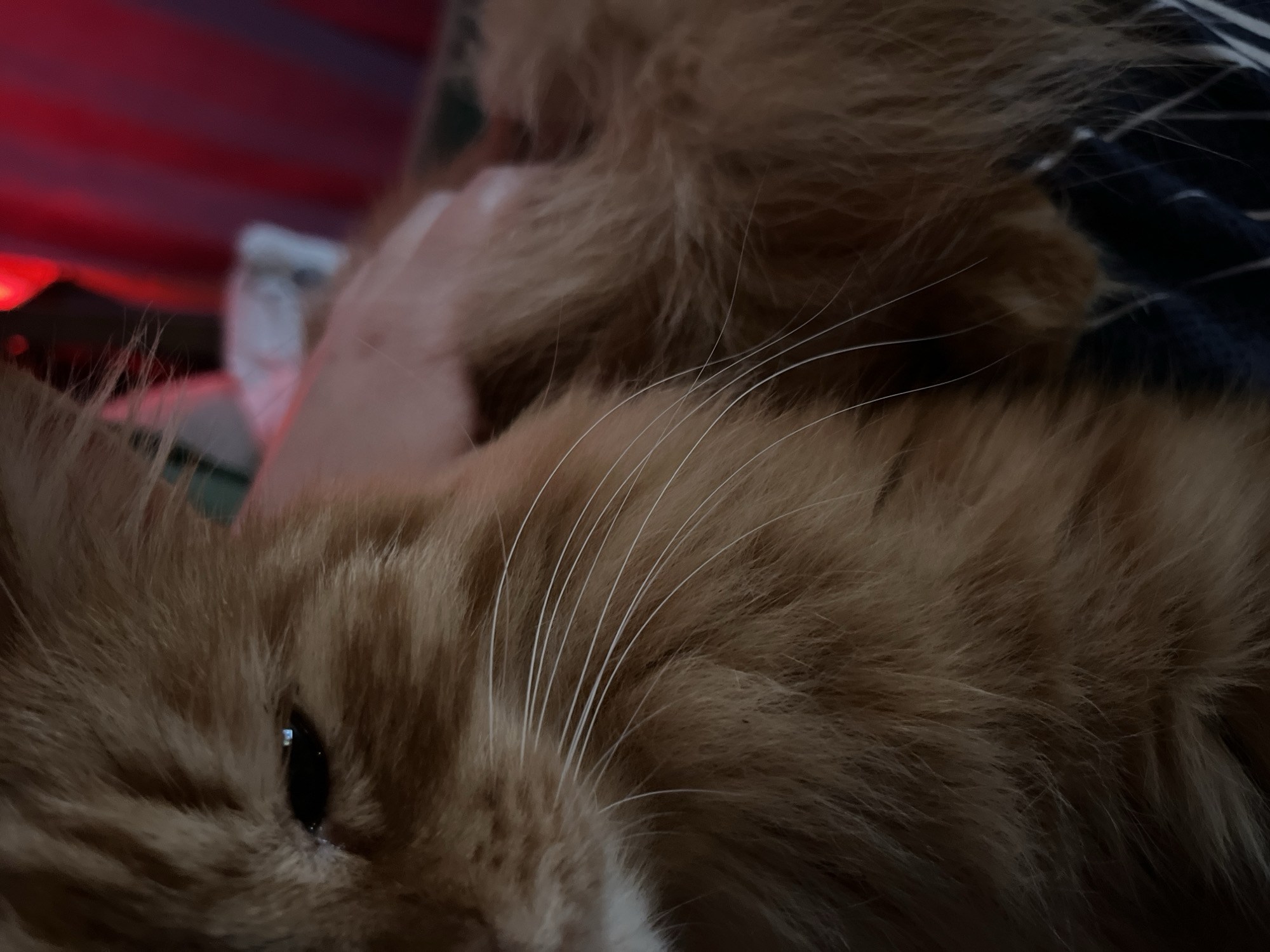 The image depicts a close-up of an orange cat lying down, with its eye partially visible. A hand is visible in the background. The setting includes a blurry red and white background. There is no evidence to suggest this image was taken in Chaikovsky, Russia.
