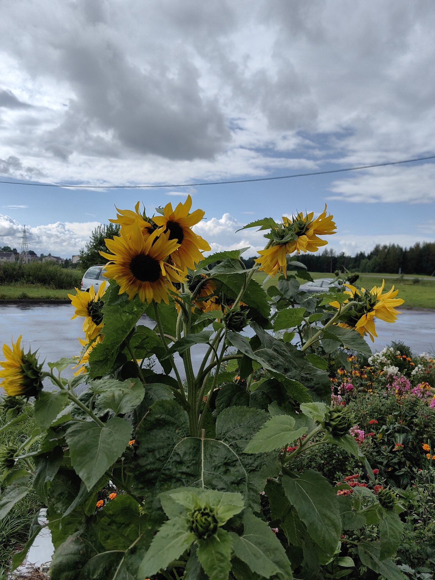 This image depicts a cluster of sunflowers in bloom against a cloudy sky. The sunflowers are large with yellow petals and dark centers, and their thick green stalks and leaves dominate the foreground. In the background, there's a wet asphalt road, a white car, and some vegetation, including a transmission tower and buildings in the distance. The scene appears to be outdoors, possibly on a street or roadside in the city of Myadzyel, Belarus, given the presence of typical urban and rural elements. There are no people visible in the image. The overall impression is one of a somewhat overcast day with a focus on the vibrant sunflowers.