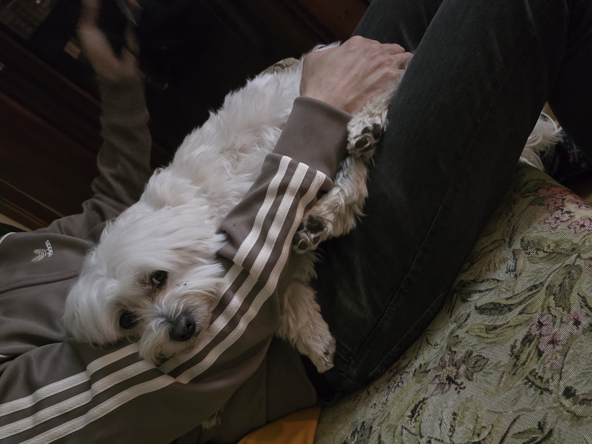 A close-up, high-angle shot captures a moment of domestic comfort, featuring a person and a white dog. The scene is indoors, likely in a home, with a person sitting or reclining while holding a small, fluffy white dog.
The person is wearing a gray or taupe track jacket with three white stripes on the sleeve and an Adidas logo on the upper arm. They are also wearing dark, possibly black, pants. One of the person's hands is visible, gently resting on the dog's back, indicating they are petting or comforting the animal.
The dog, a small breed with long white fur, is lying curled up on the person's lap or chest. Its head is turned towards the viewer, with dark, expressive eyes and a wet black nose. The dog appears calm and relaxed, nestled against its owner.
In the background, to the left, there's a blurry, dark area suggesting furniture or a dim part of the room. To the bottom right, a piece of patterned fabric with a floral design in muted greens, pinks, and creams is visible, possibly part of a cushion or blanket. The overall lighting is somewhat dim, contributing to a cozy and intimate atmosphere. The visible text "Adidas" confirms the brand of the person's attire. The activity conveys a sense of companionship and affection between the pet and its owner.