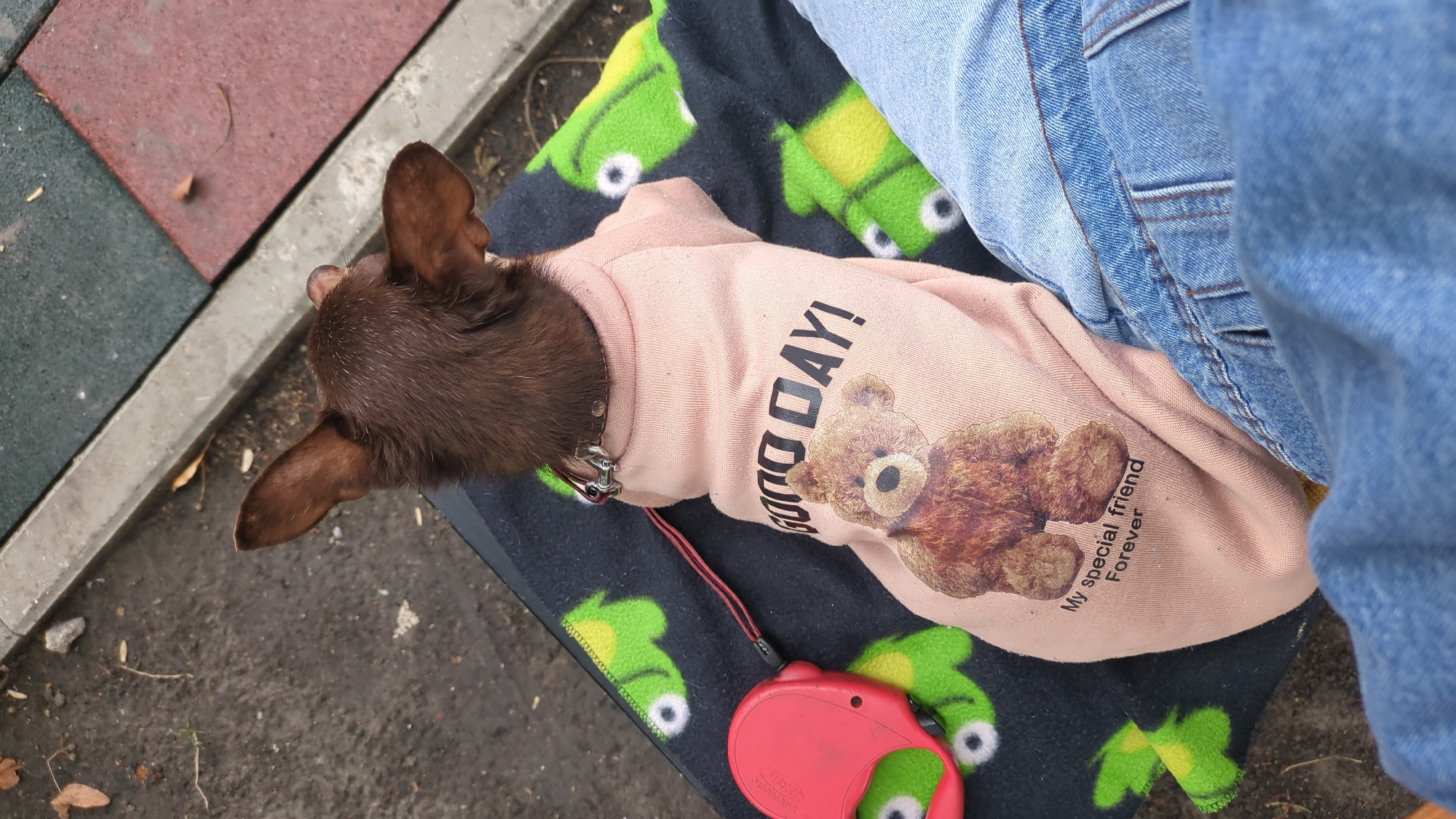 A small brown dog wearing a pink sweatshirt with a teddy bear graphic and the text "GOOD DAY! My special friend Forever" sits on a blanket with a cartoon frog pattern. A red retractable dog leash is visible to the left of the dog. The dog is on the lap of a person wearing blue denim jeans. The background appears to be an outdoor setting with pavement and textured ground. The specific location within Chișinău, Moldova, cannot be determined from the image.