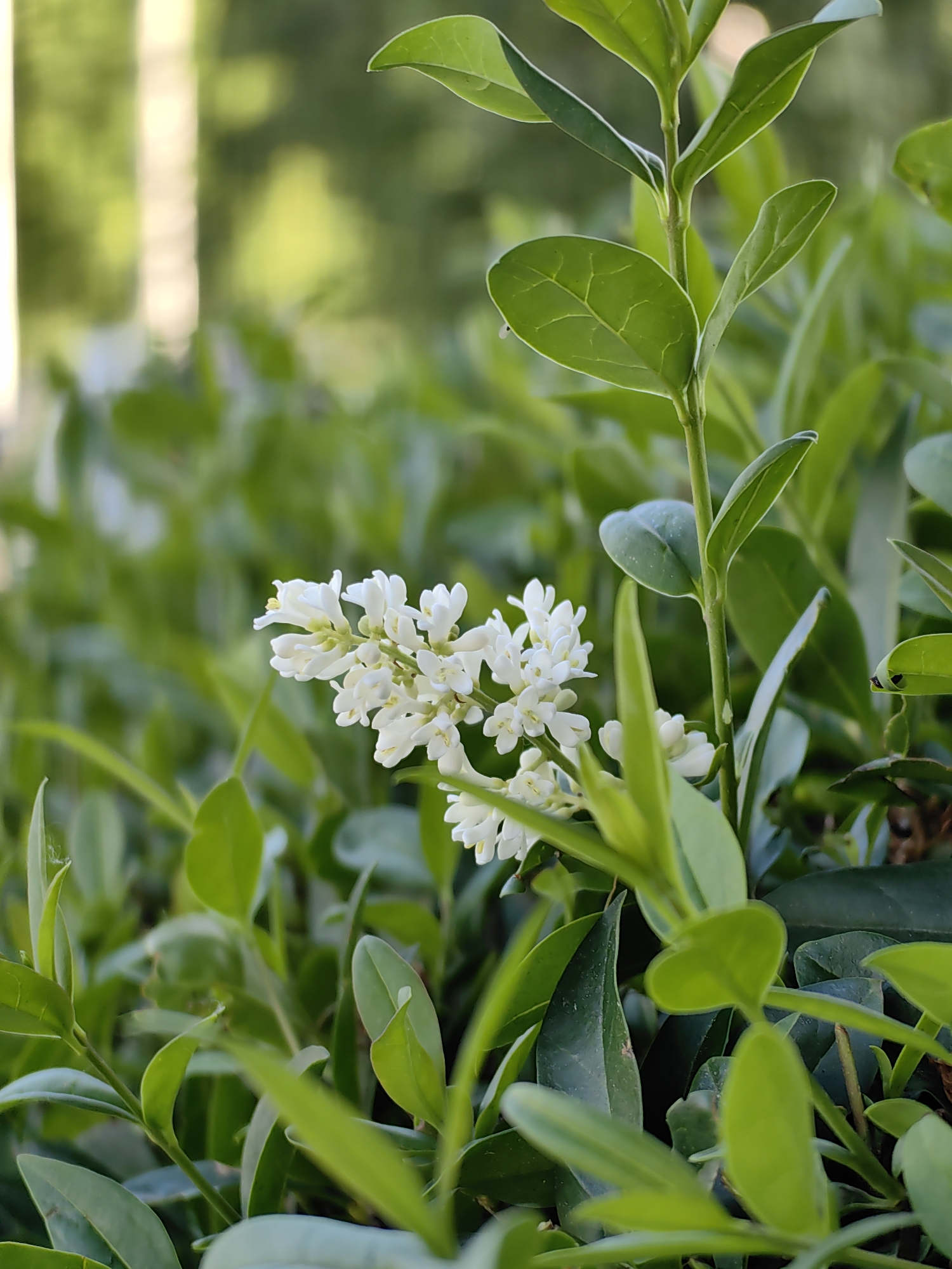 A close-up, eye-level, vertical shot captures a cluster of small white flowers on a green leafy plant. The flowers are clustered together in a delicate spray, with individual blossoms having multiple petals. The surrounding leaves are a vibrant green, some smooth and ovular, others more elongated and pointed. The background is a soft blur of green foliage, suggesting an outdoor, natural setting. The lighting is soft, indicating daylight, possibly overcast or shaded. The image composition focuses on the natural beauty of the flora, with no discernible human presence or man-made structures within the frame. The exact location in Minsk, Belarus, cannot be determined from the visual information provided.