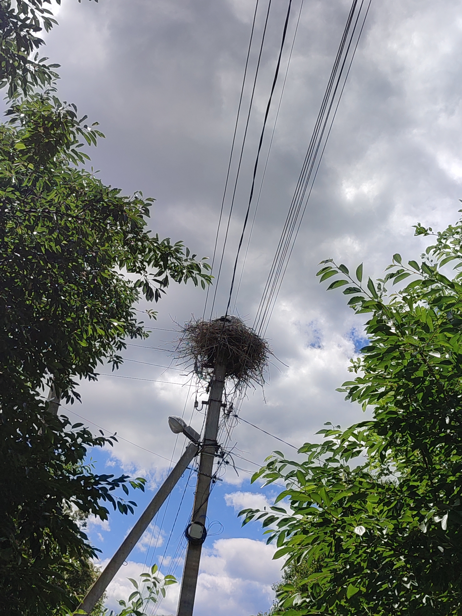 A bird's nest is built on a utility pole in Shyshaky, Ukraine. The nest, made of twigs and straw, is situated near the top of the pole, intertwined with electrical wires. The pole itself is made of concrete and has several wires attached to it. A street lamp is visible on the pole below the nest. The surrounding area is filled with lush green trees, and the sky is a mix of grey clouds and patches of blue.